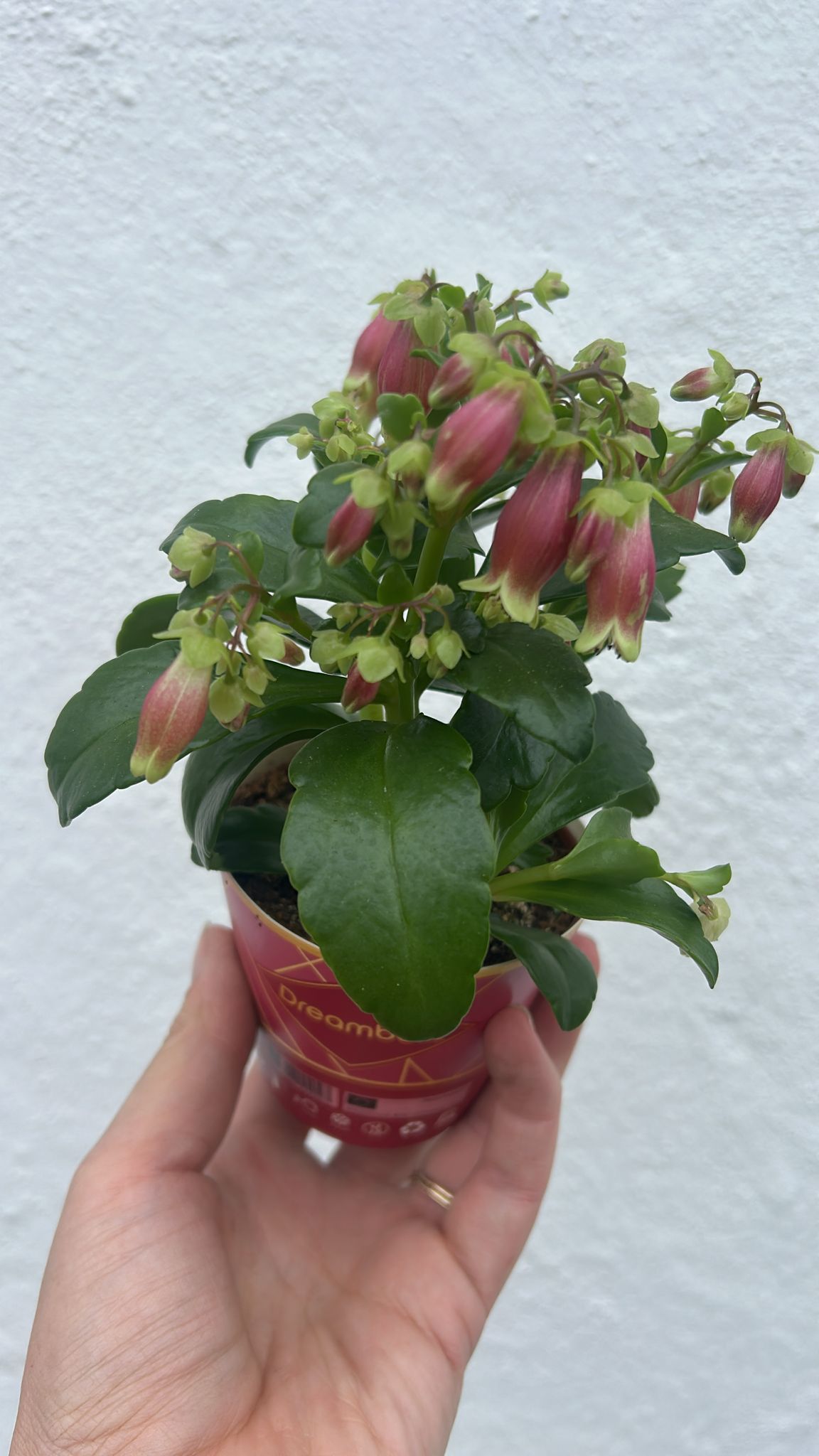 Kalanchoe blossfeldiana &
