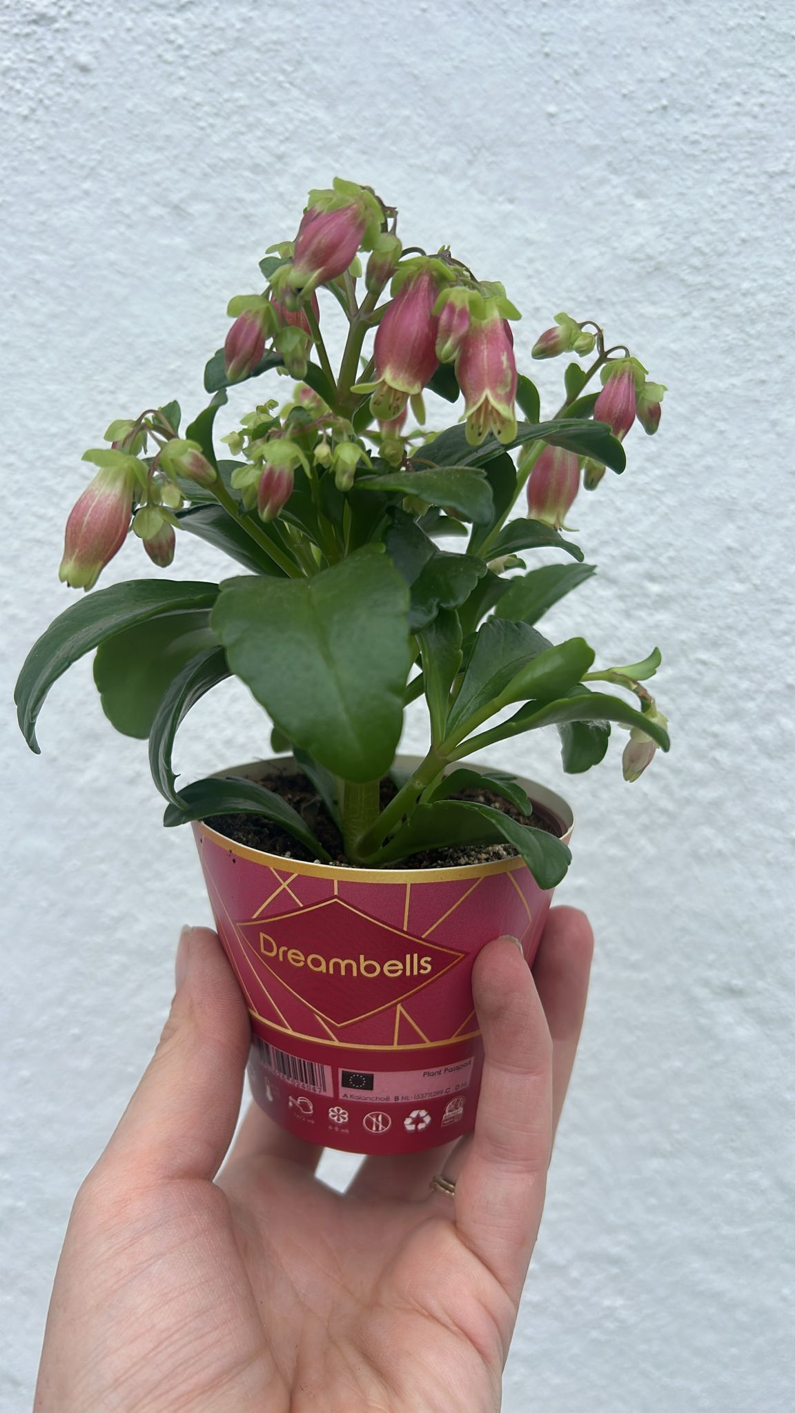Kalanchoe blossfeldiana &