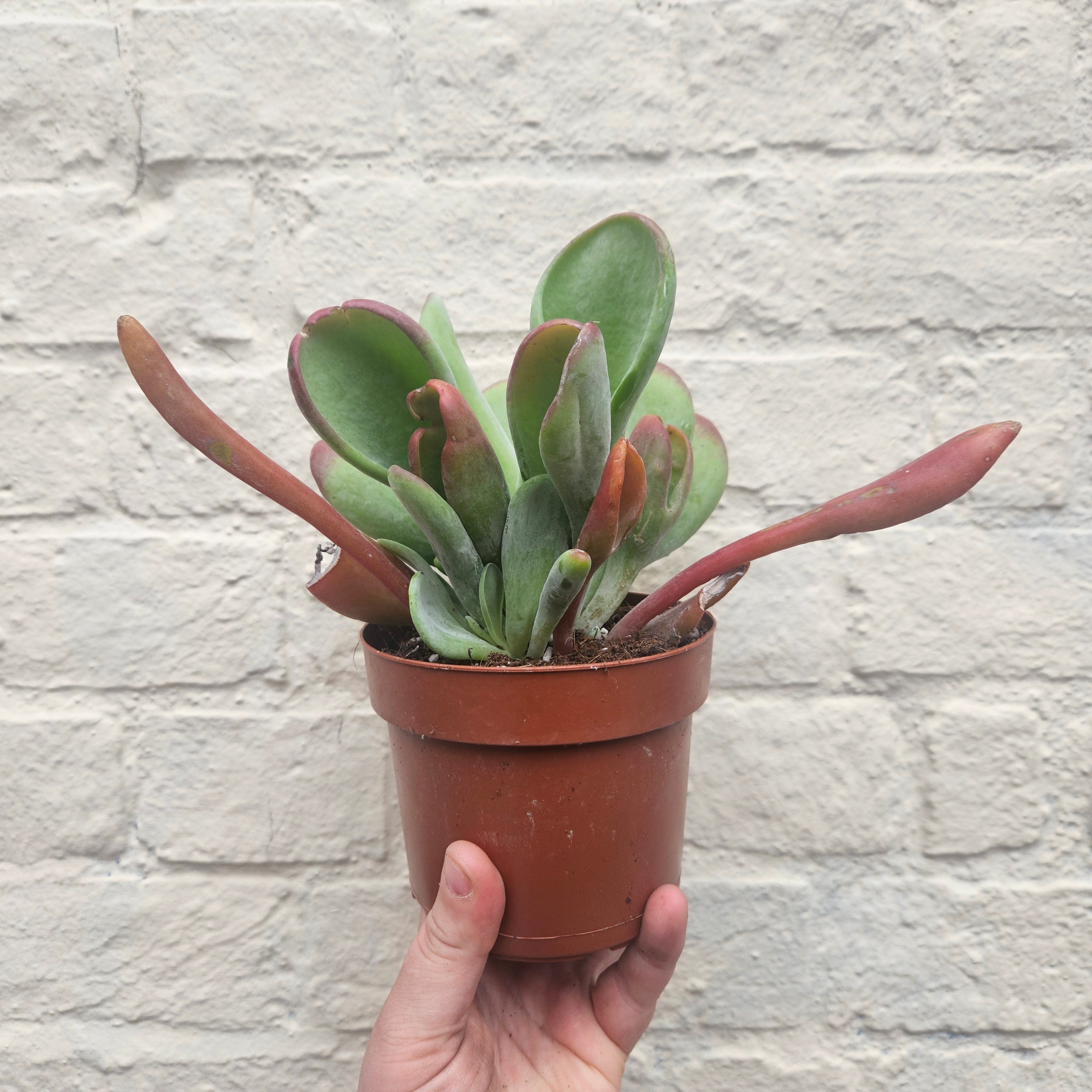 Kalanchoe luciae &