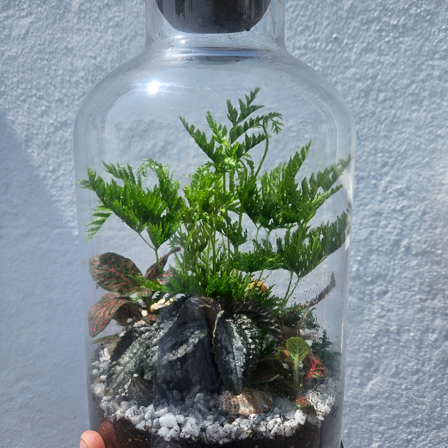 Glass closed terrarium with round cork -3 sizes available
