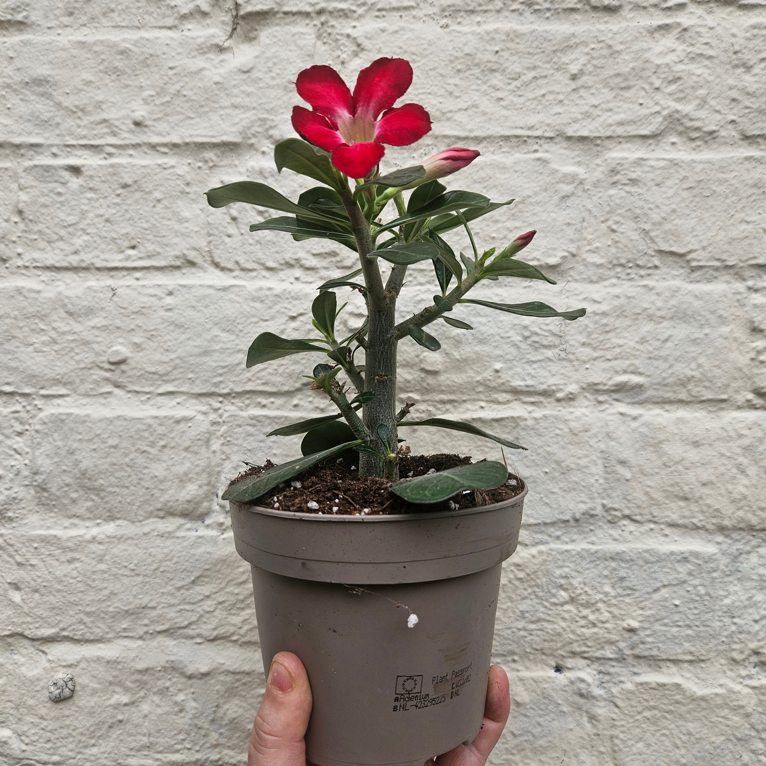 Adenium obesum ‘Anouk’ (Desert Rose)