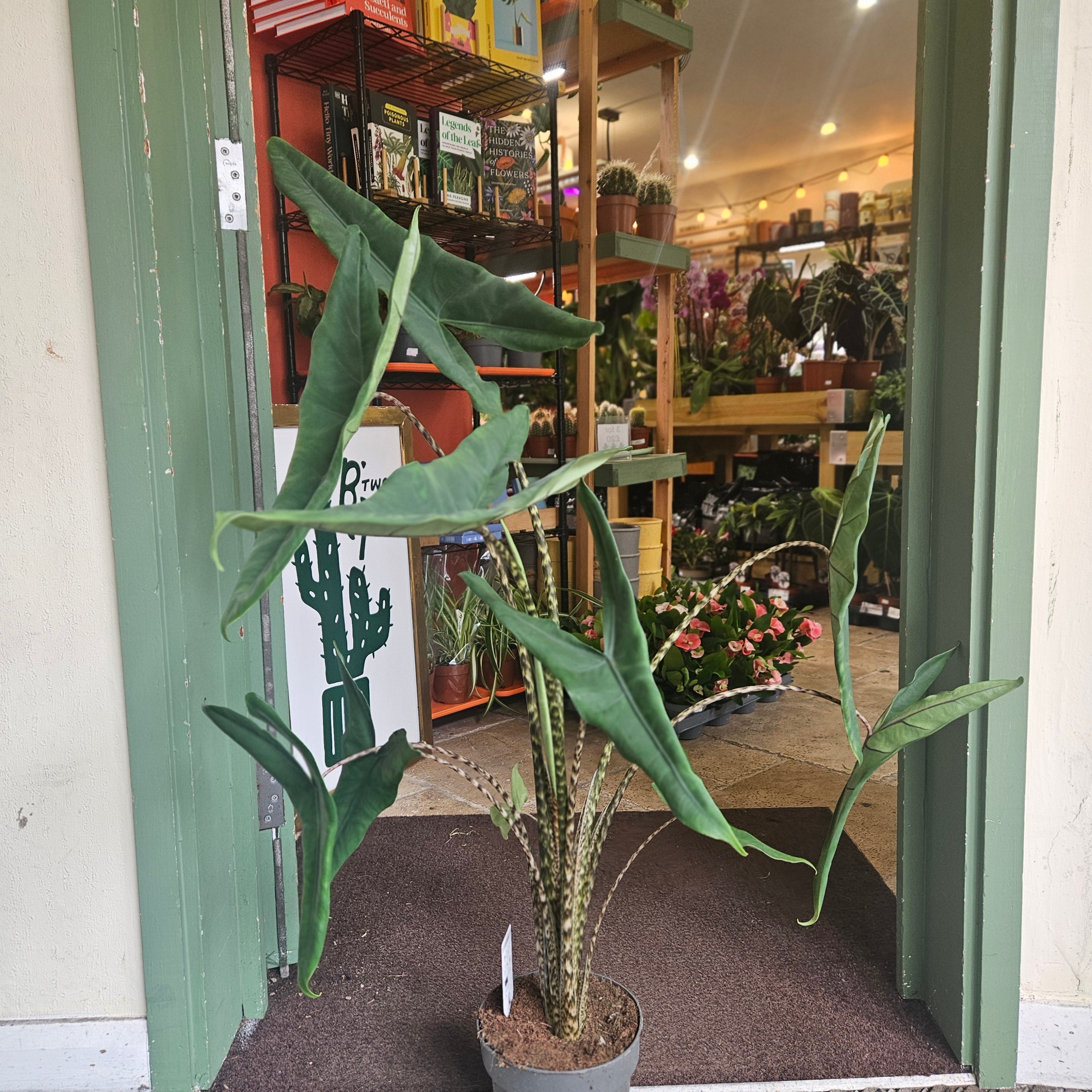 Alocasia acuta &