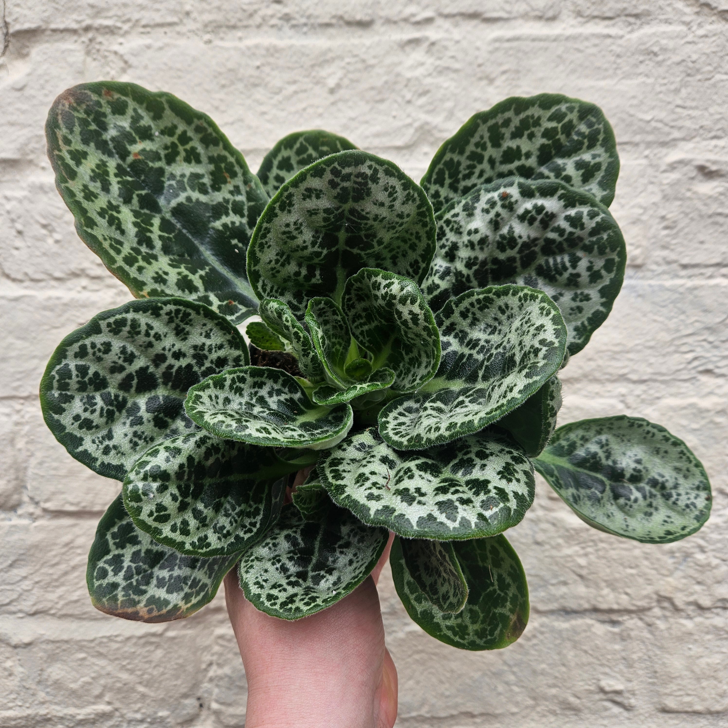 Streptocarpus &