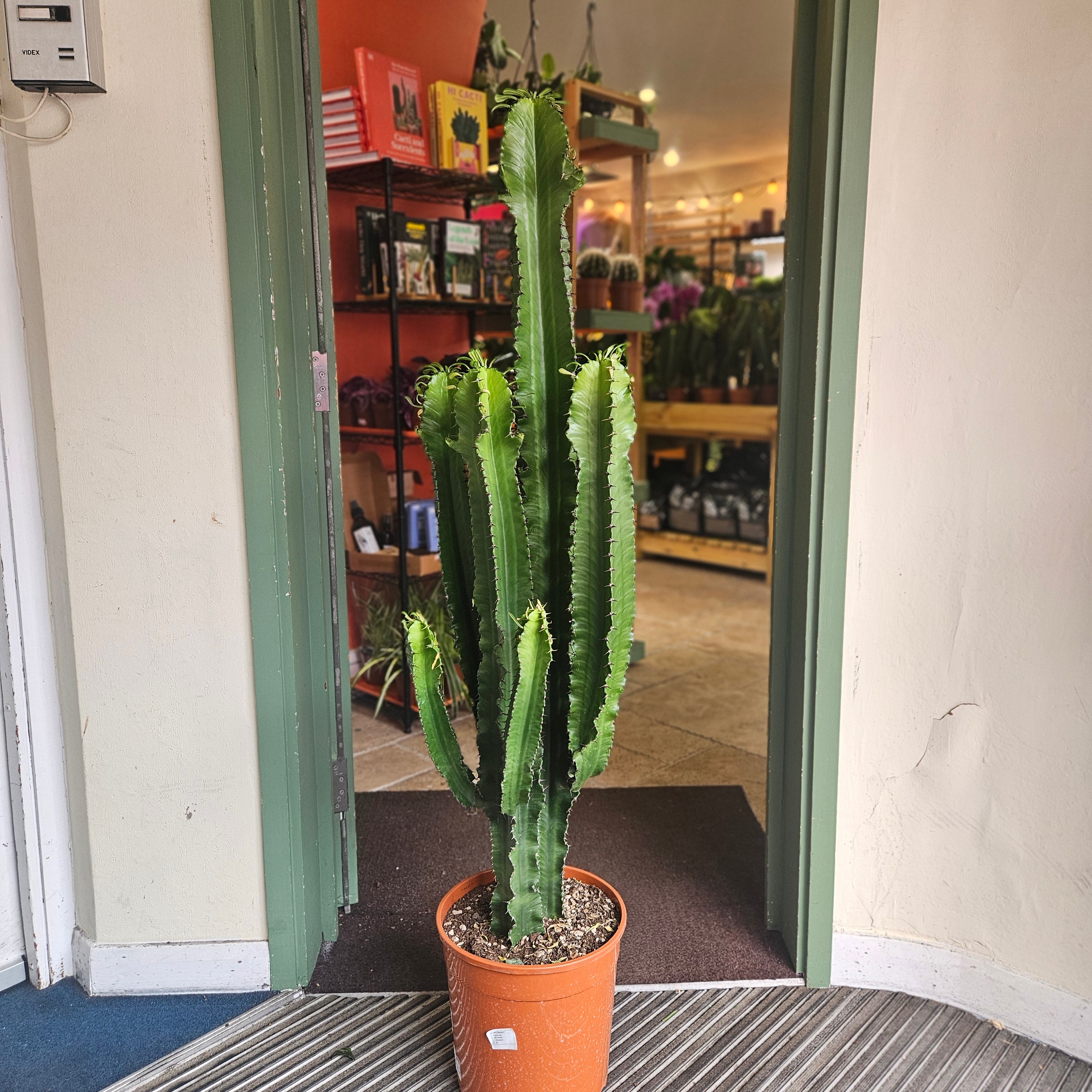 Euphorbia erytrea (Candelabara Cactus/ Desert Cactus)