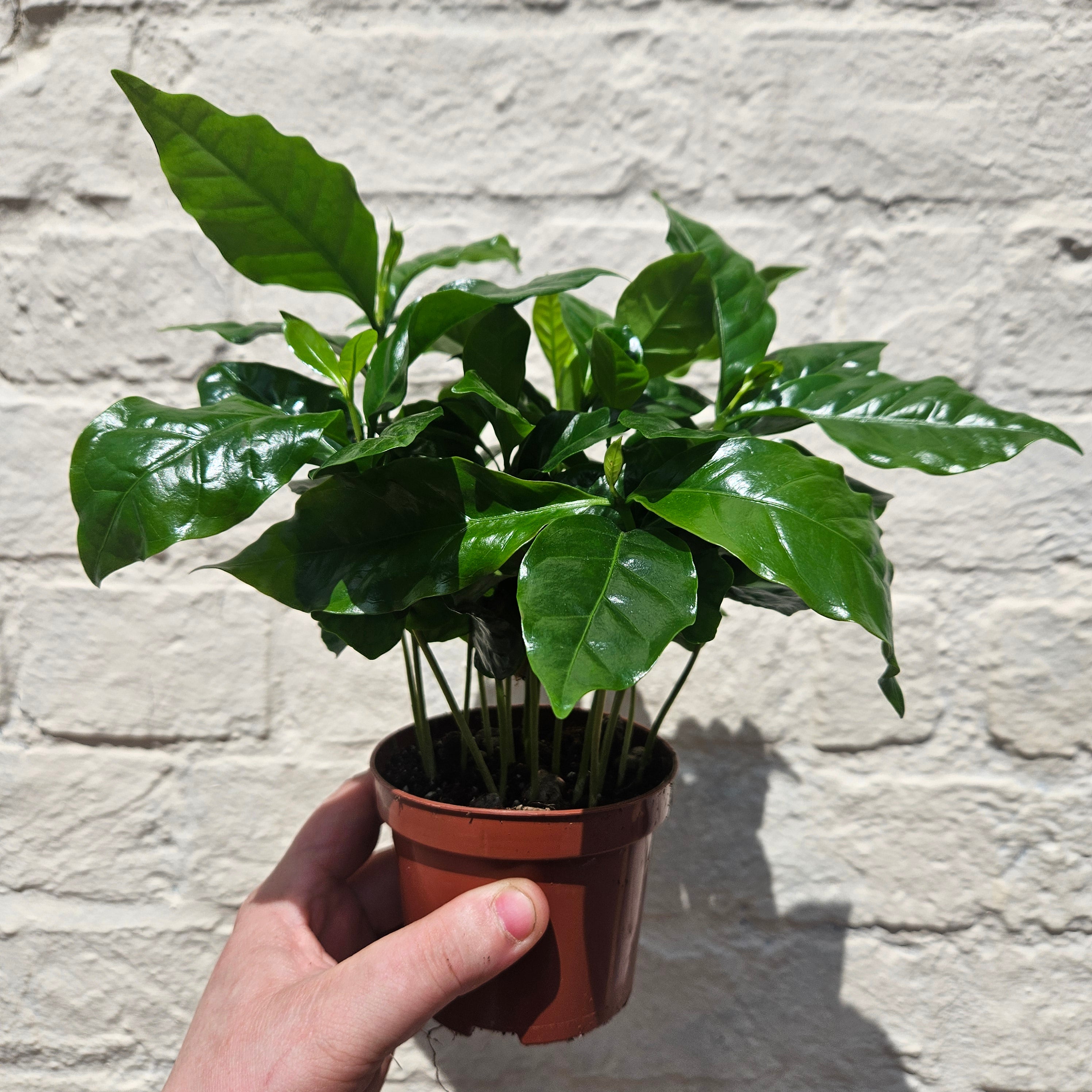 Coffee arabica (Coffee Plant) Various sizes