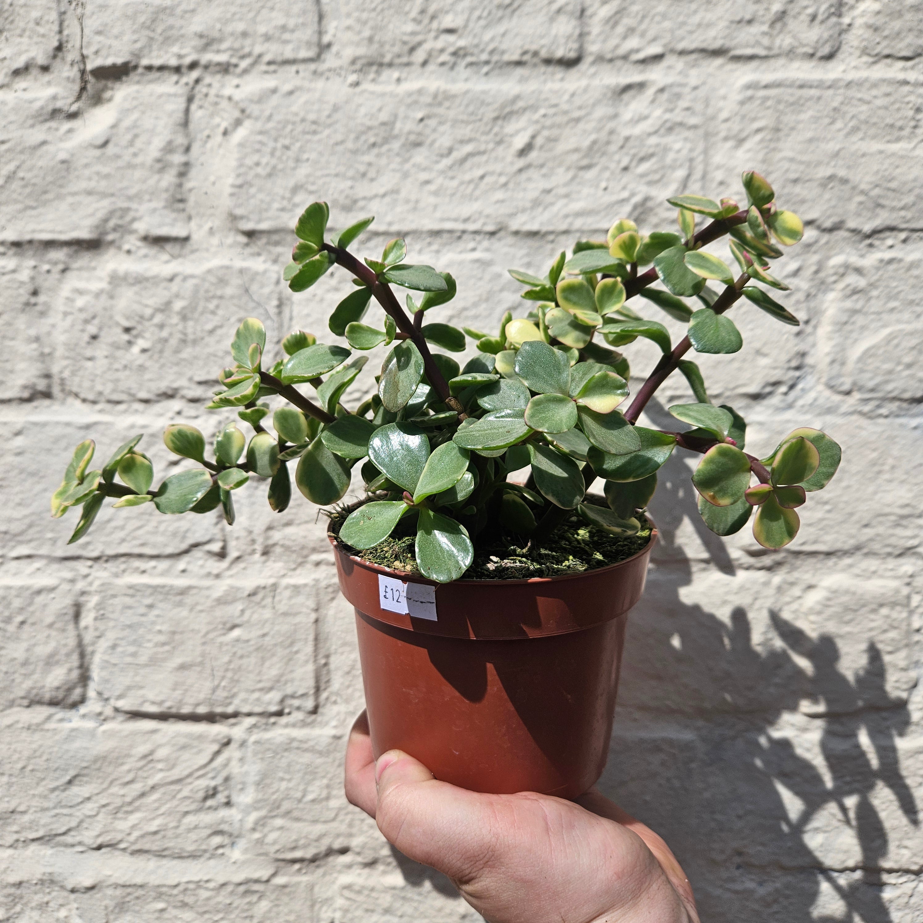 Portulacaria afra variegata (Elephant bush)