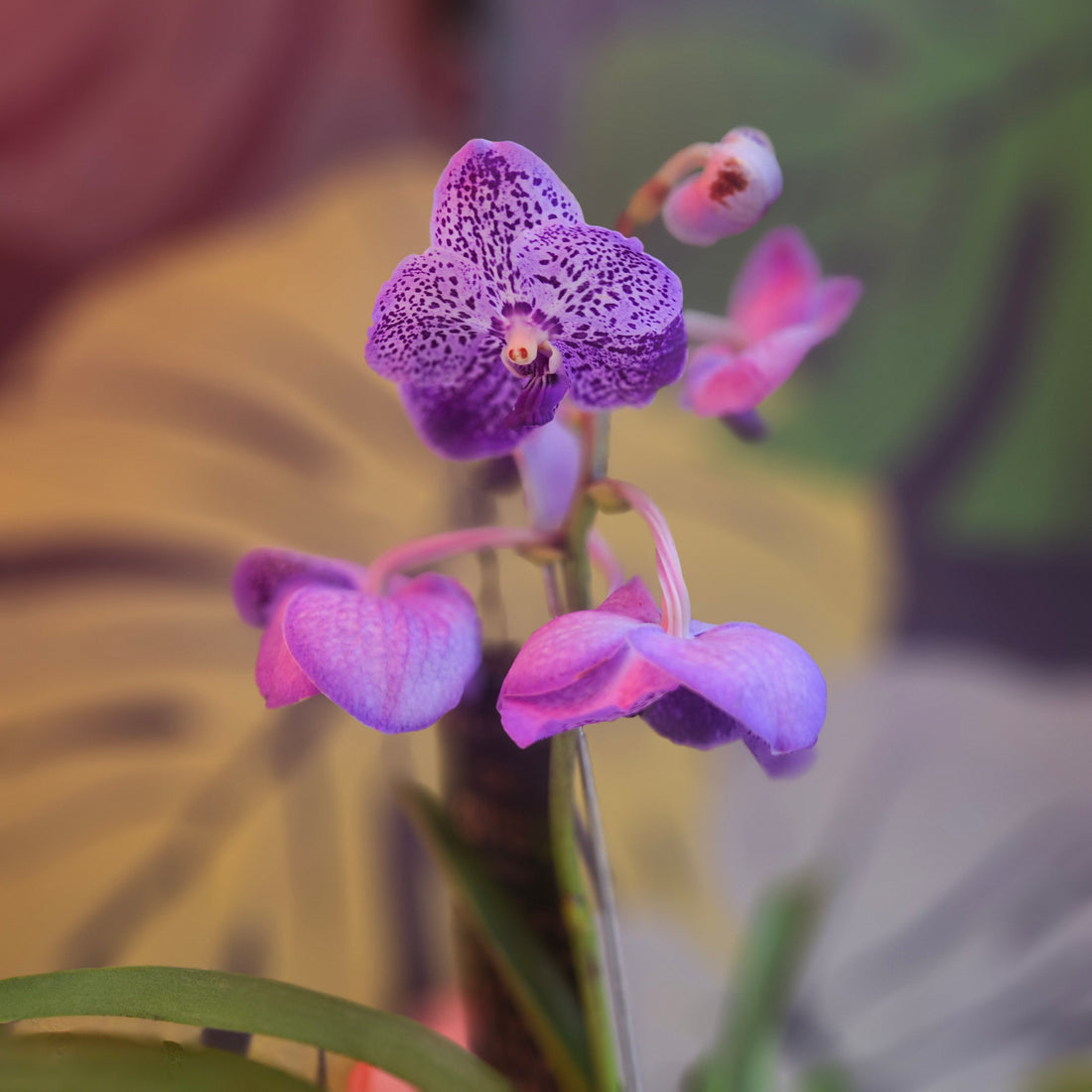 Vanda hybrid Orchid