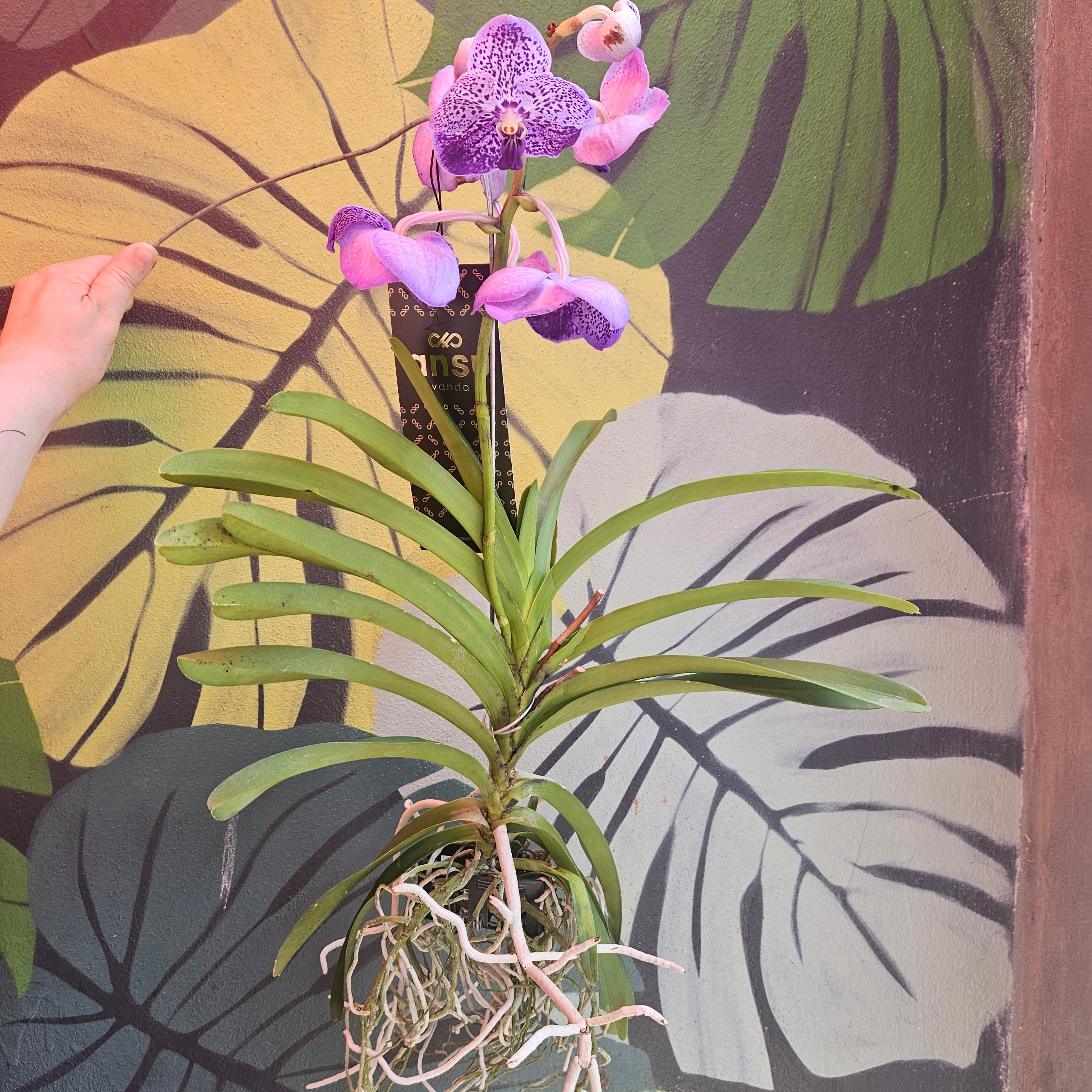 Vanda hybrid Orchid