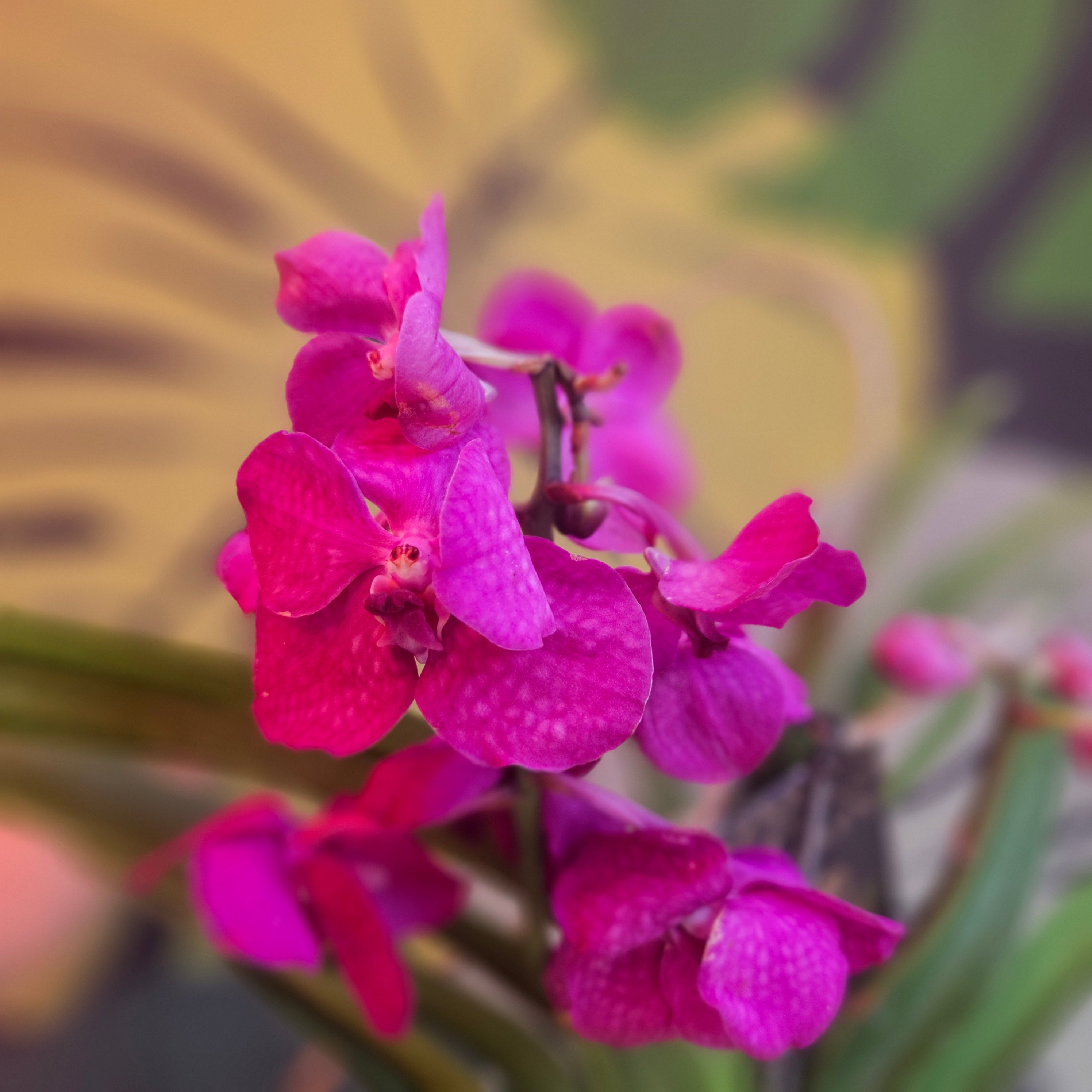 Vanda hybrid Orchid