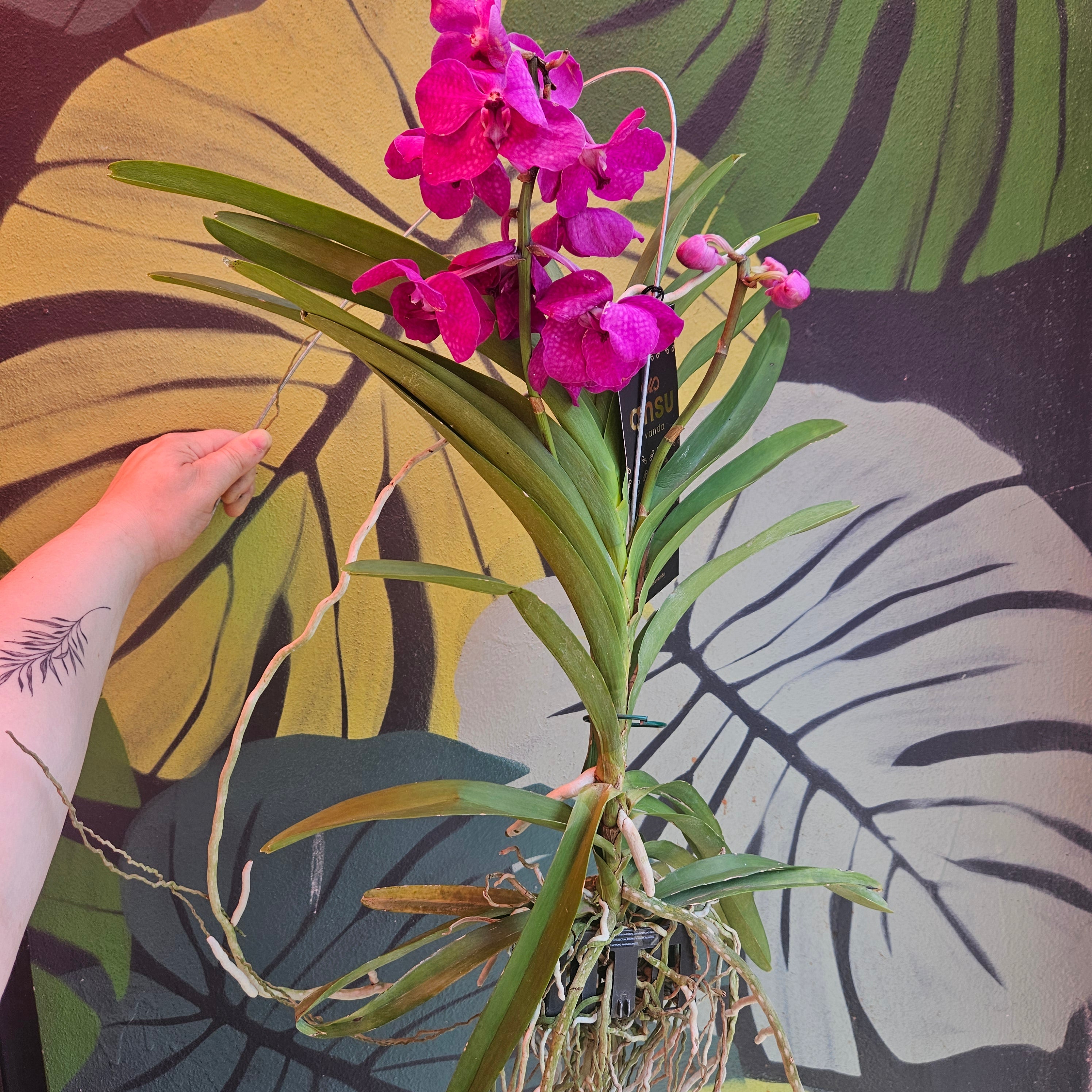 Vanda hybrid Orchid