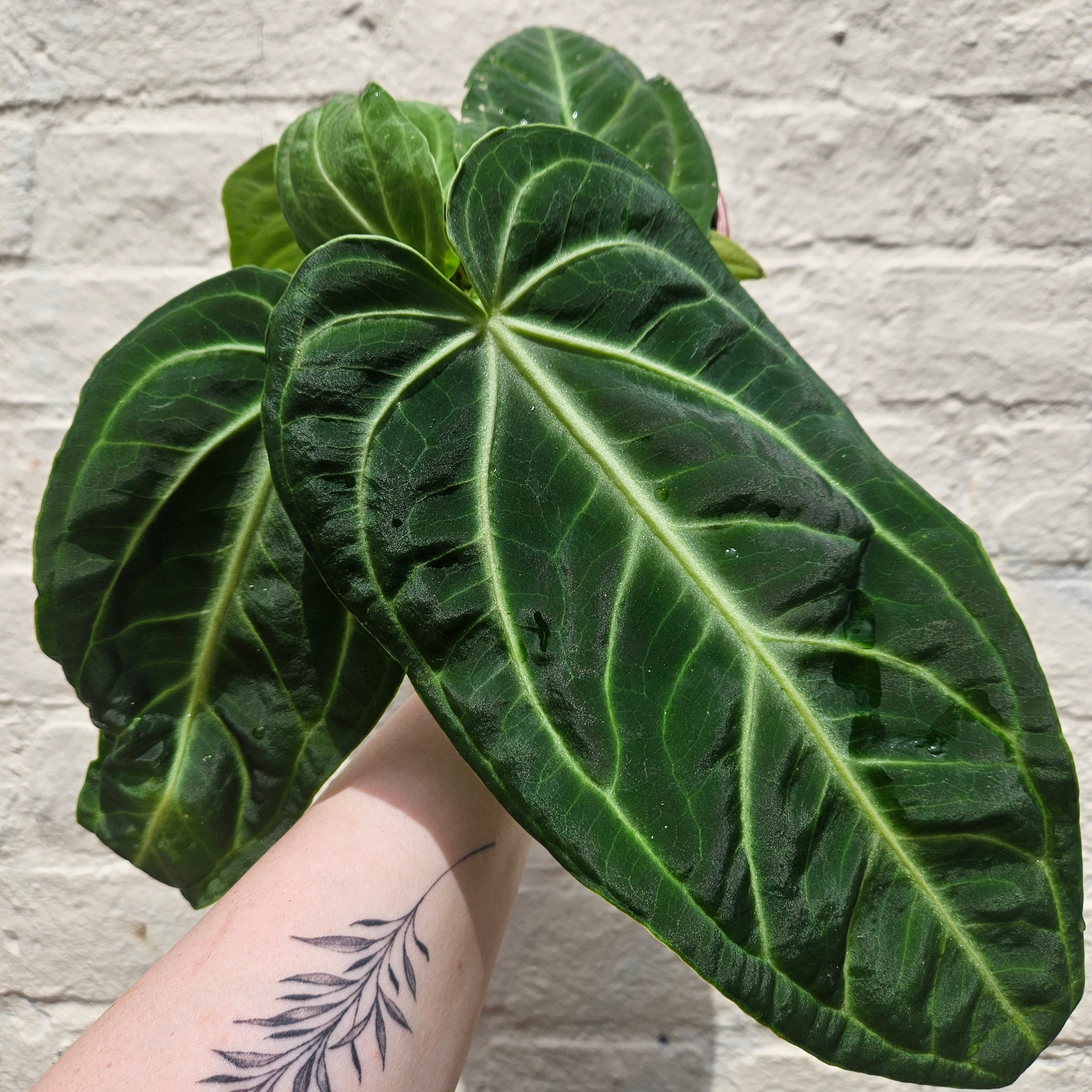 Anthurium villenaorum