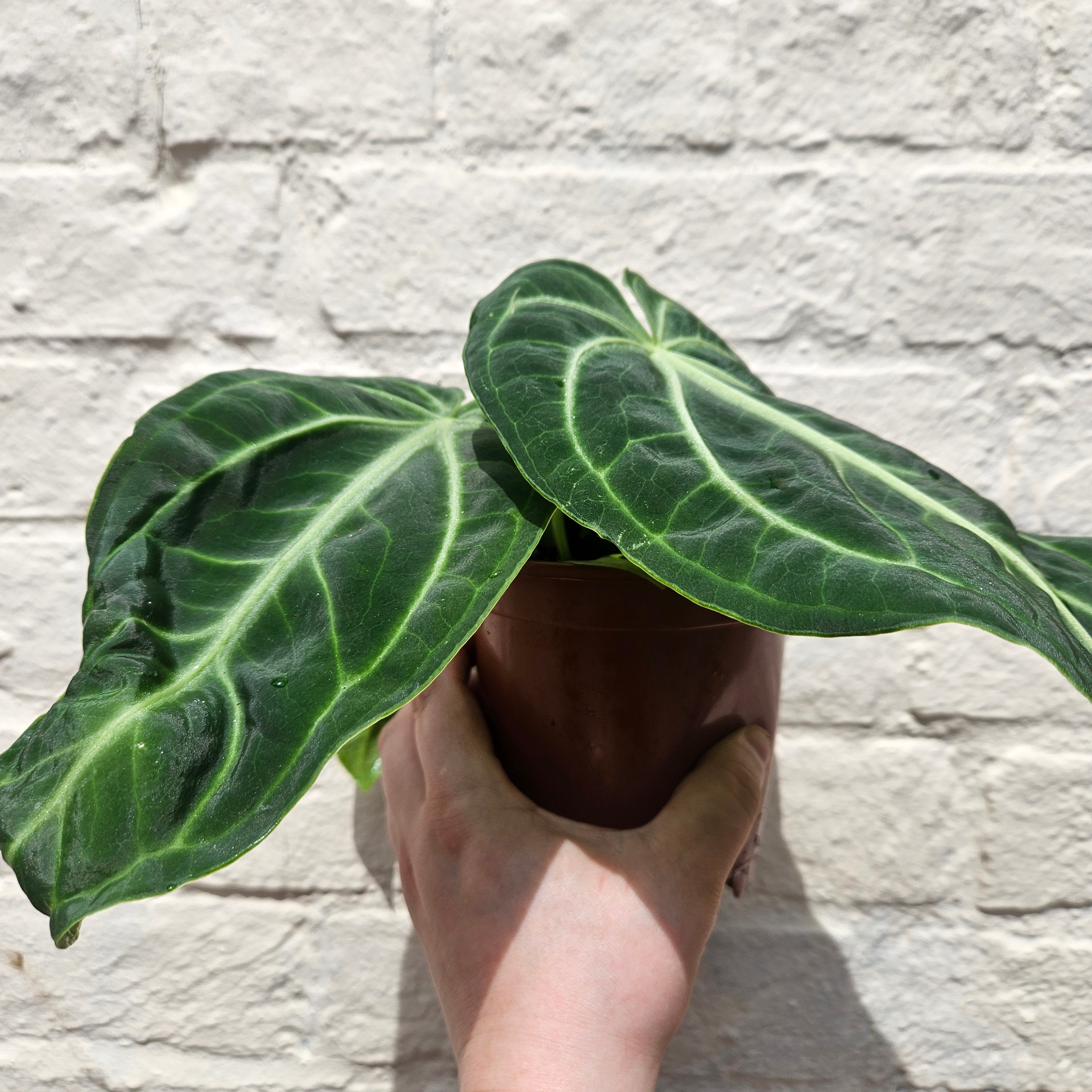 Anthurium villenaorum