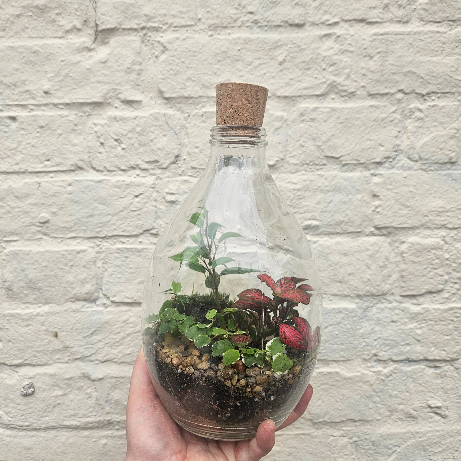 Glass Bottle with handle Terrarium