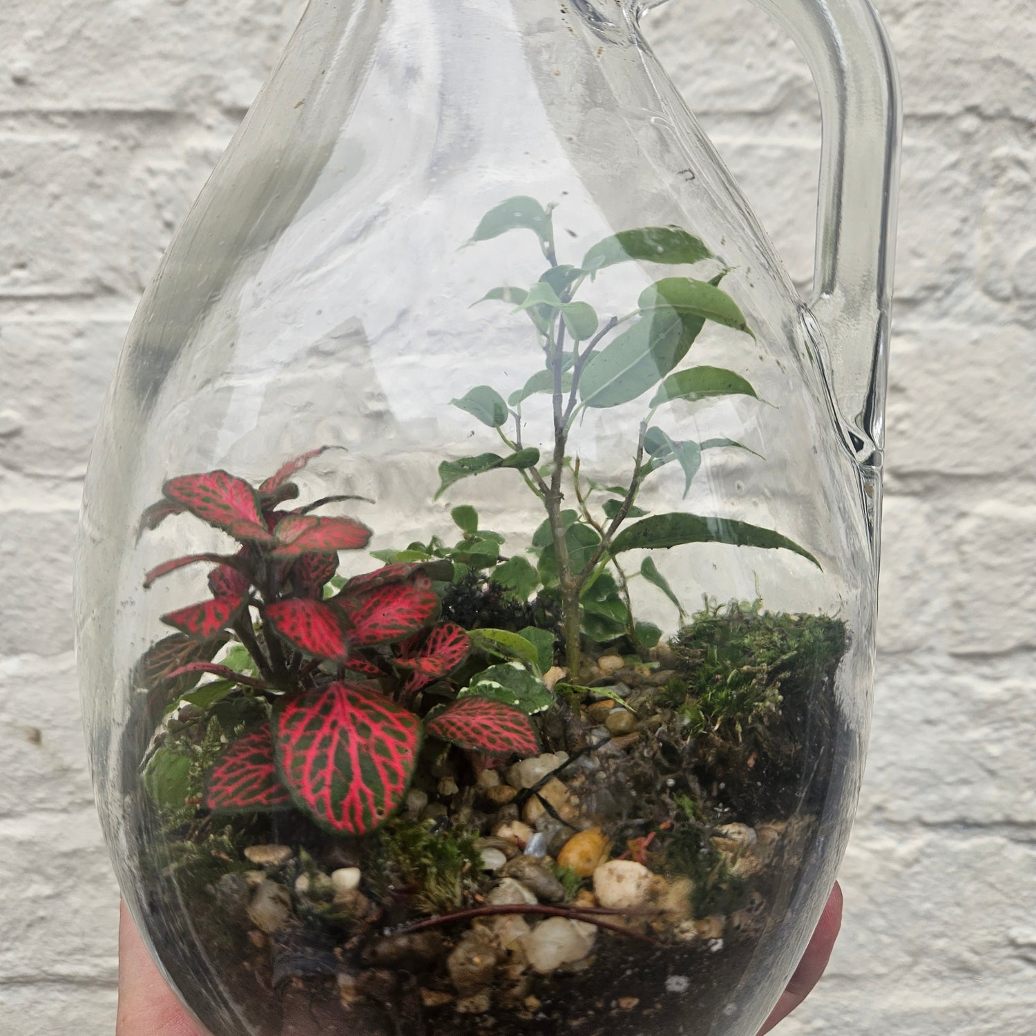 Glass Bottle with handle Terrarium