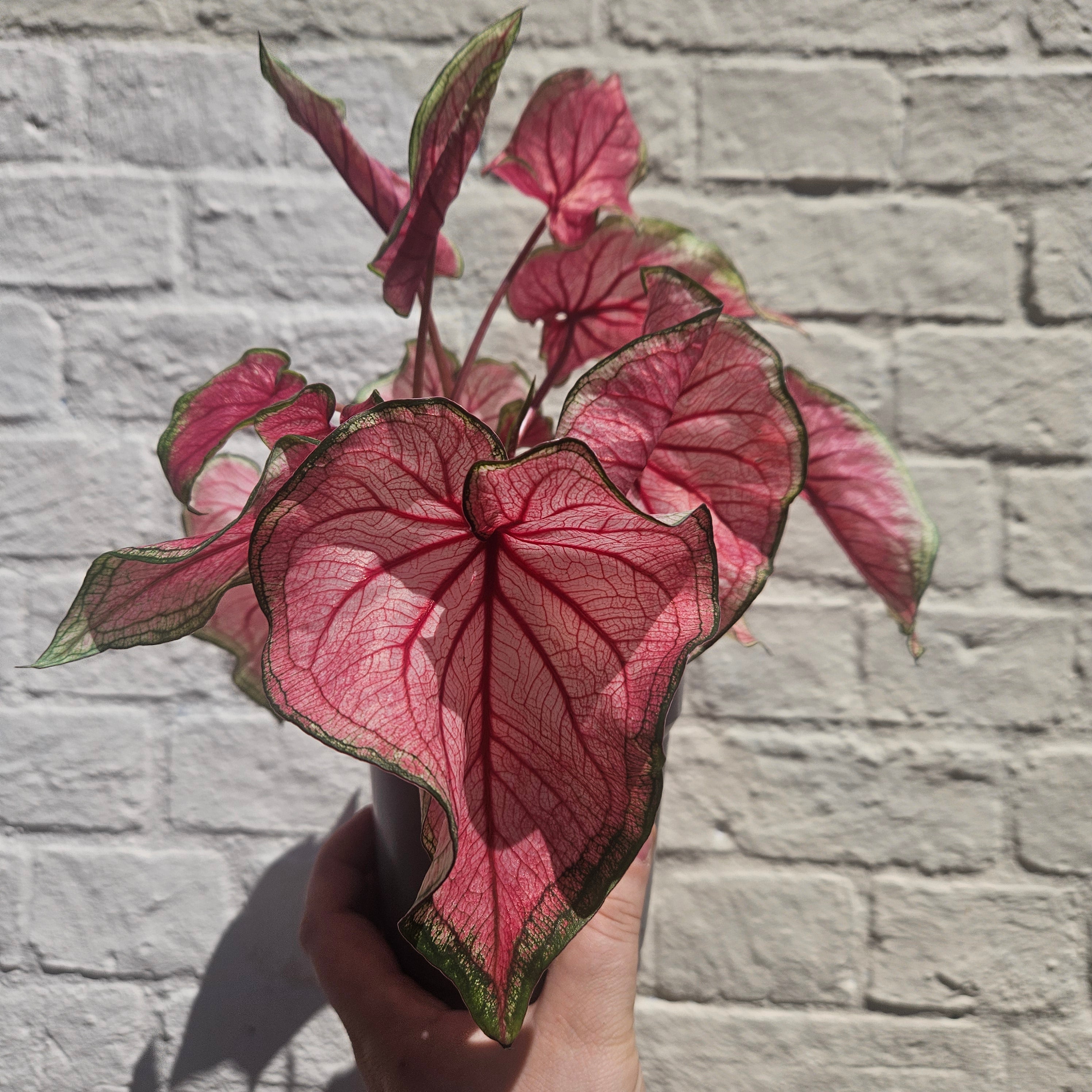 Caladium varieties (Elephant Ear/ Angel Wings)