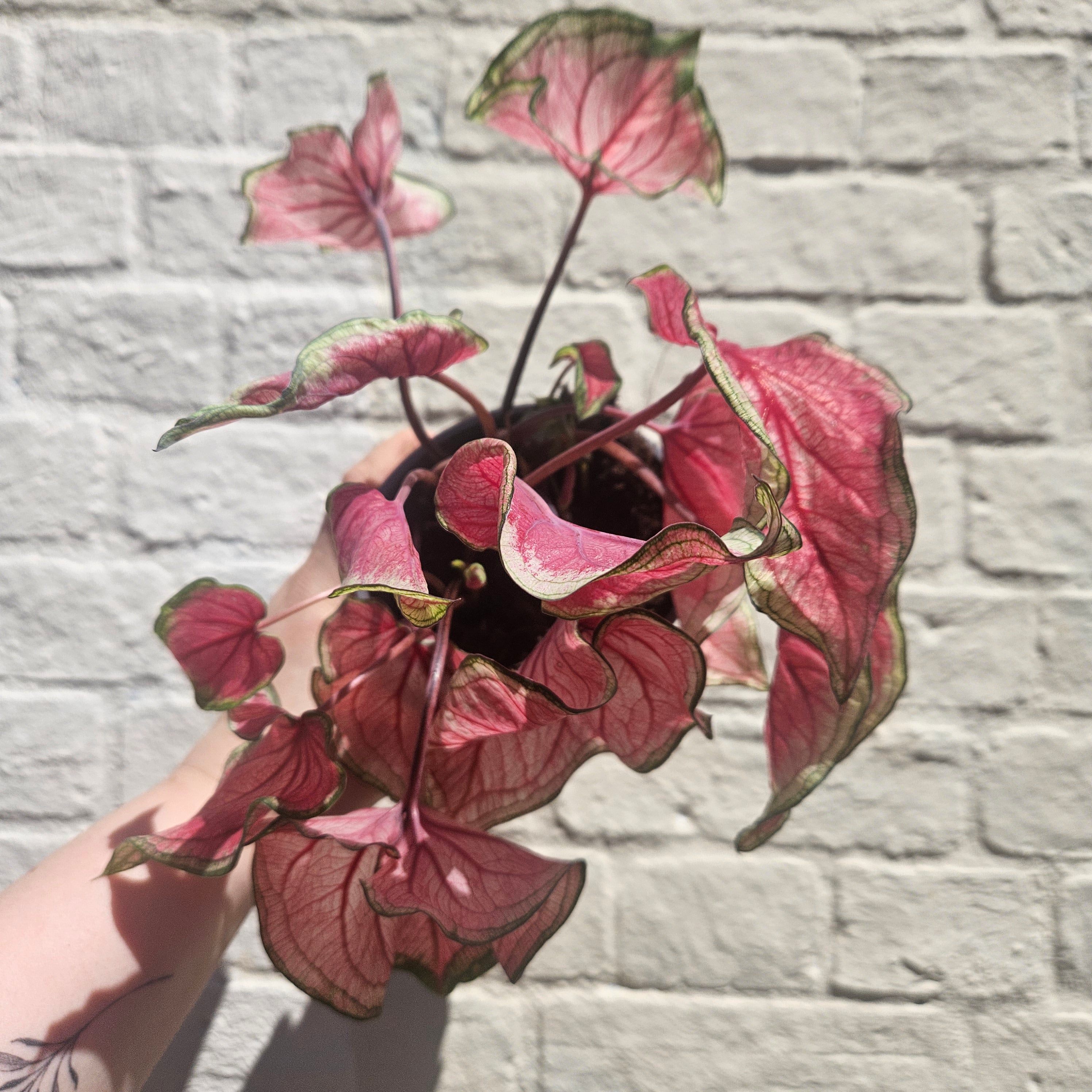 Caladium varieties (Elephant Ear/ Angel Wings)