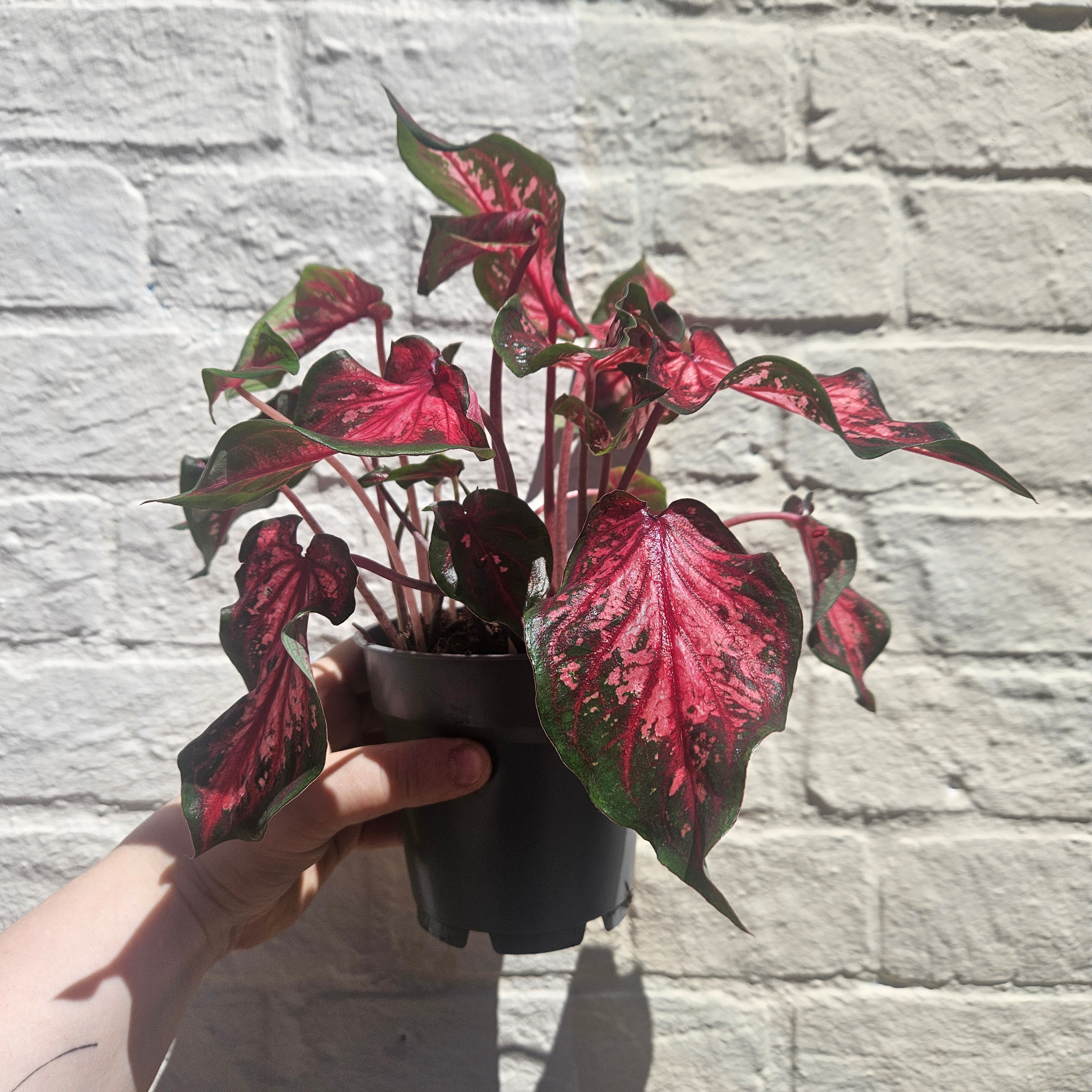 Caladium varieties (Elephant Ear/ Angel Wings)