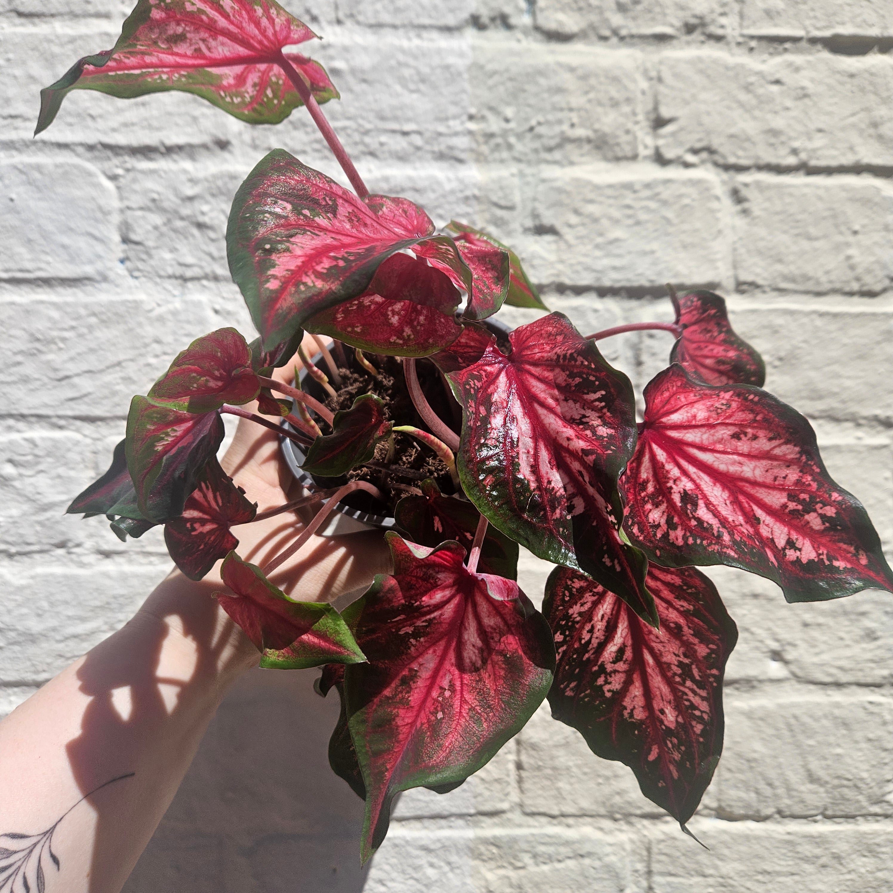 Caladium varieties (Elephant Ear/ Angel Wings)