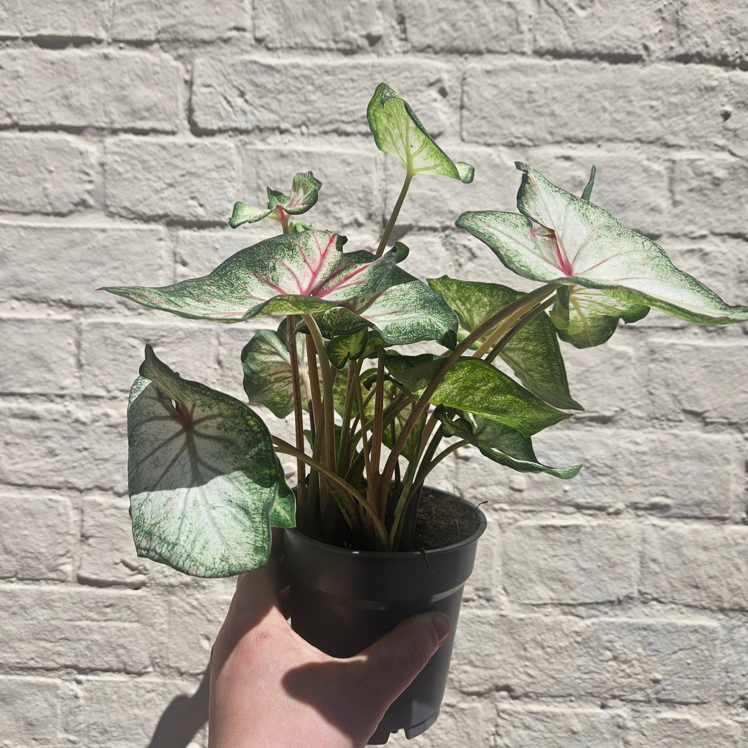 Caladium varieties (Elephant Ear/ Angel Wings)