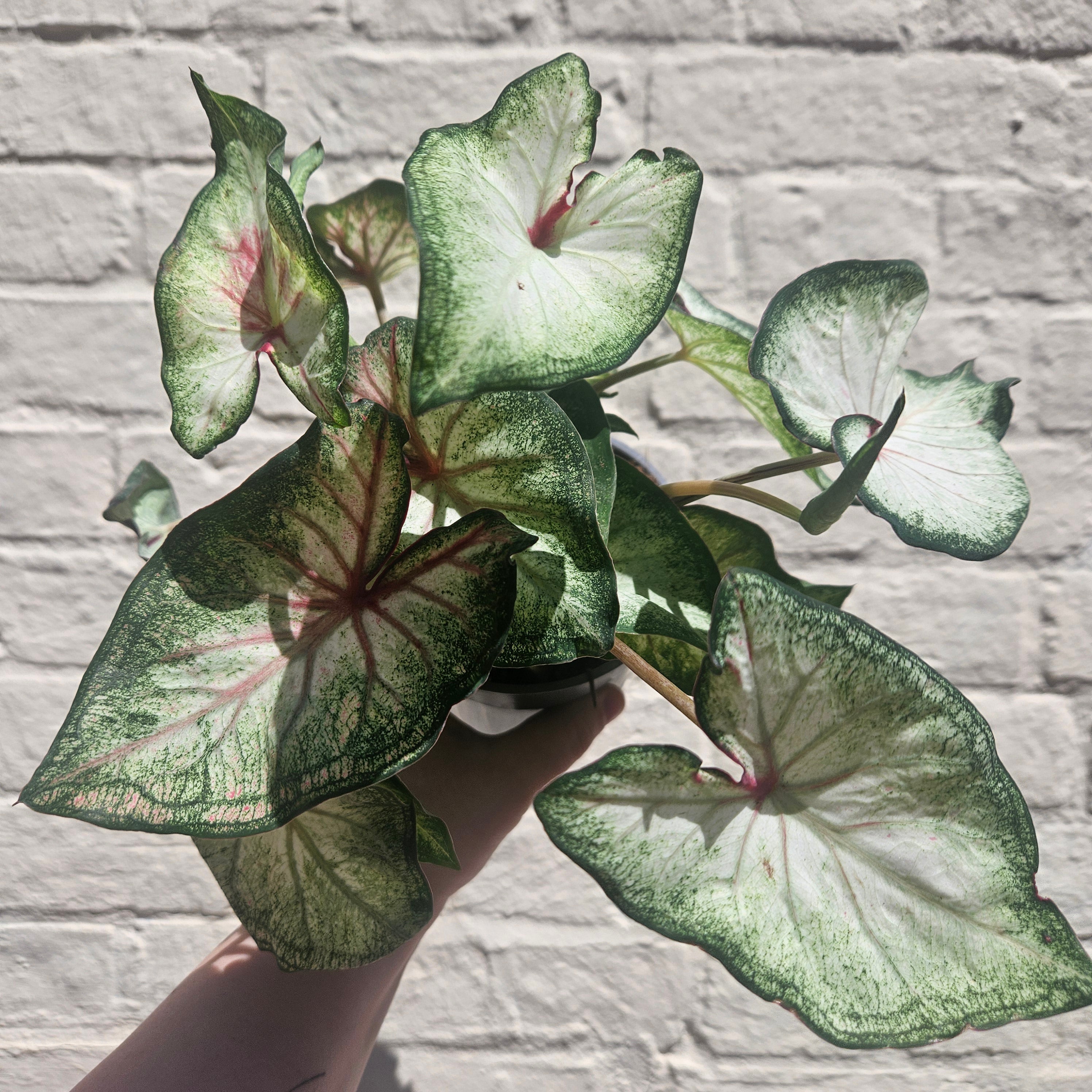 Caladium varieties (Elephant Ear/ Angel Wings)