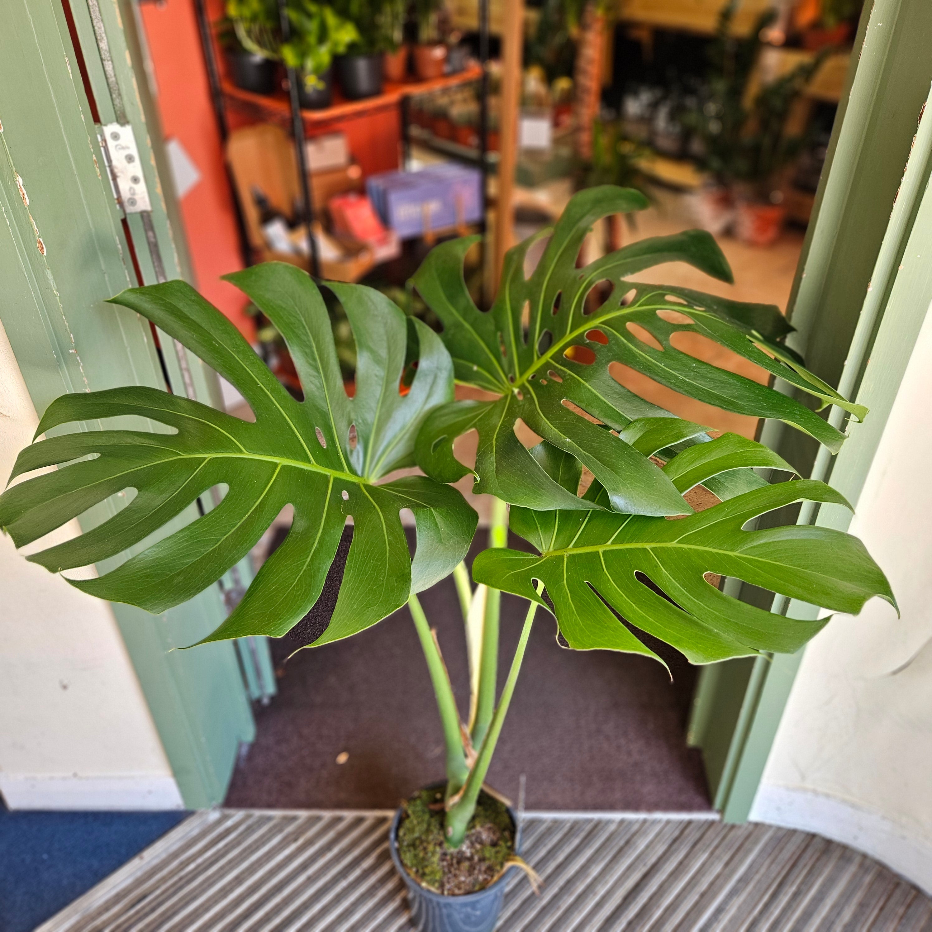 Monstera deliciosa &