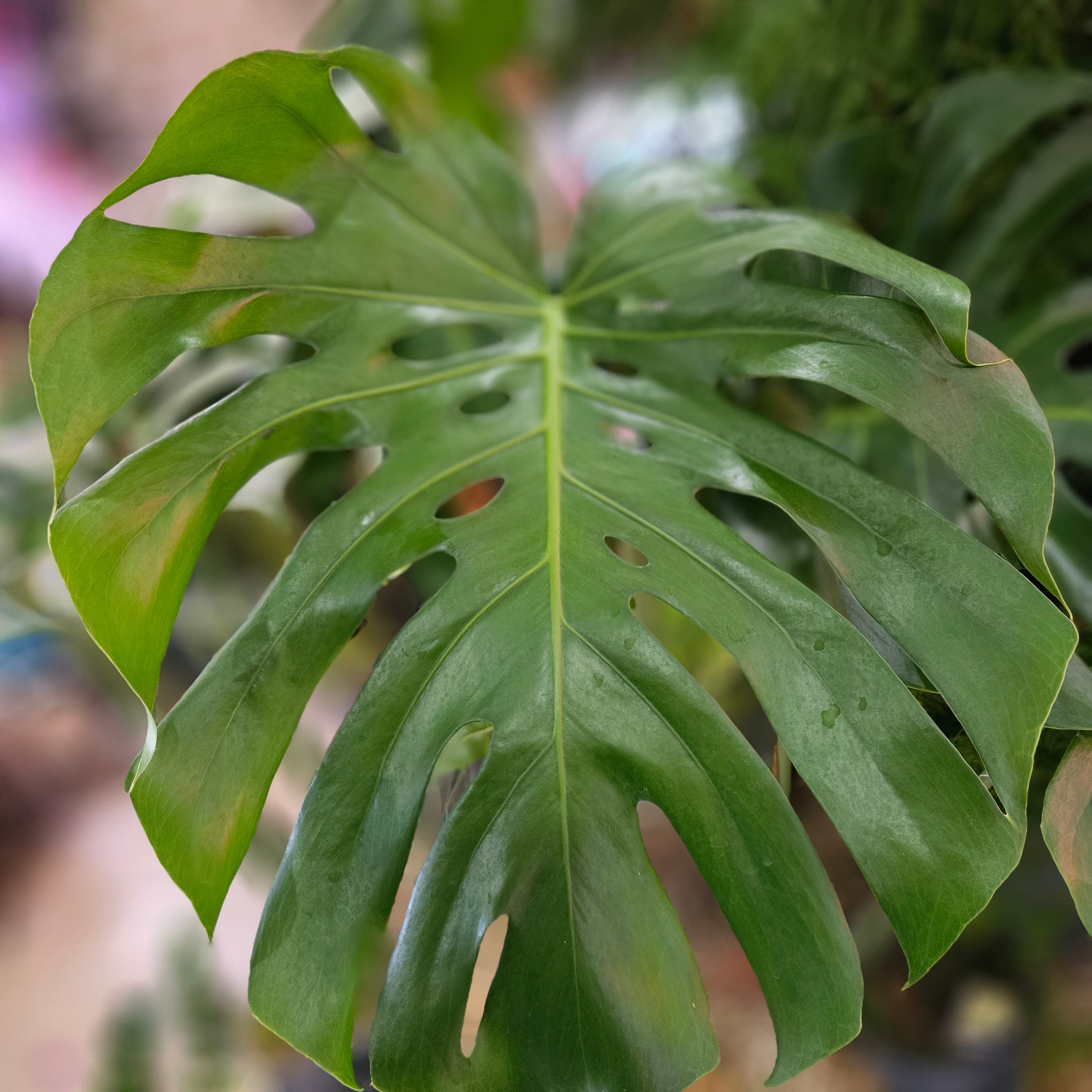 Monstera deliciosa &