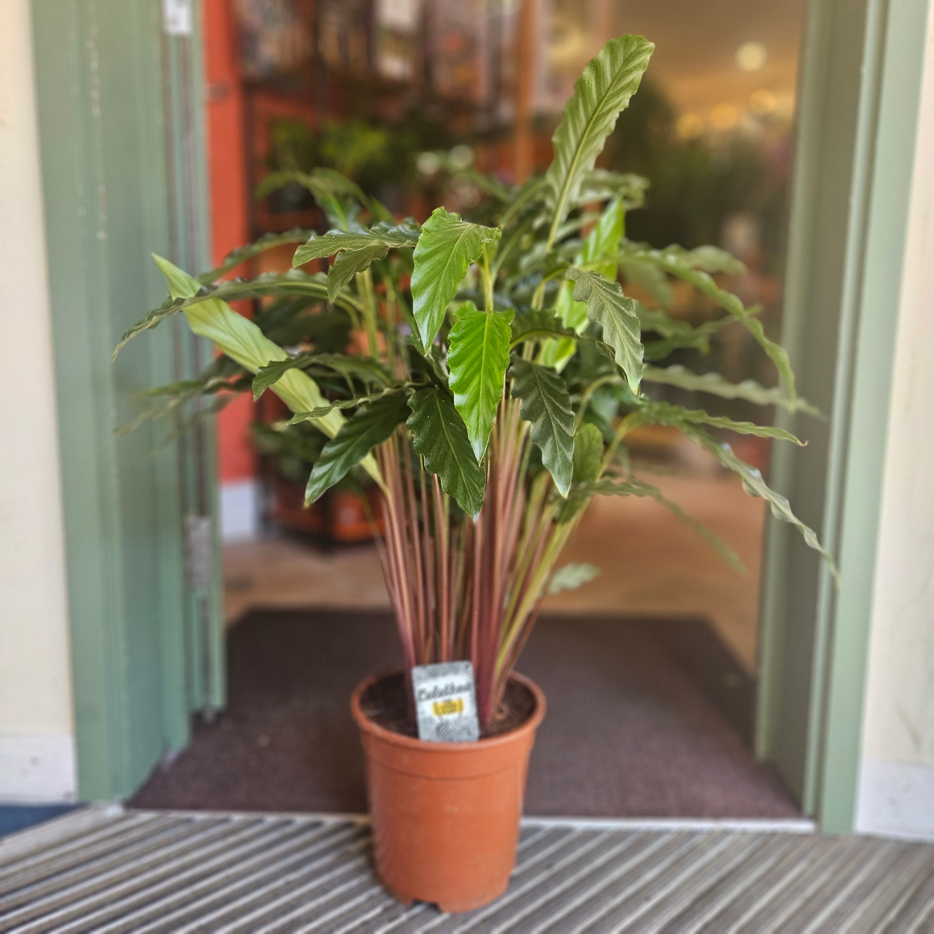 Goeppertia rufibarba syn. Calathea rufibarba (Velvet Calathea) Various sizes