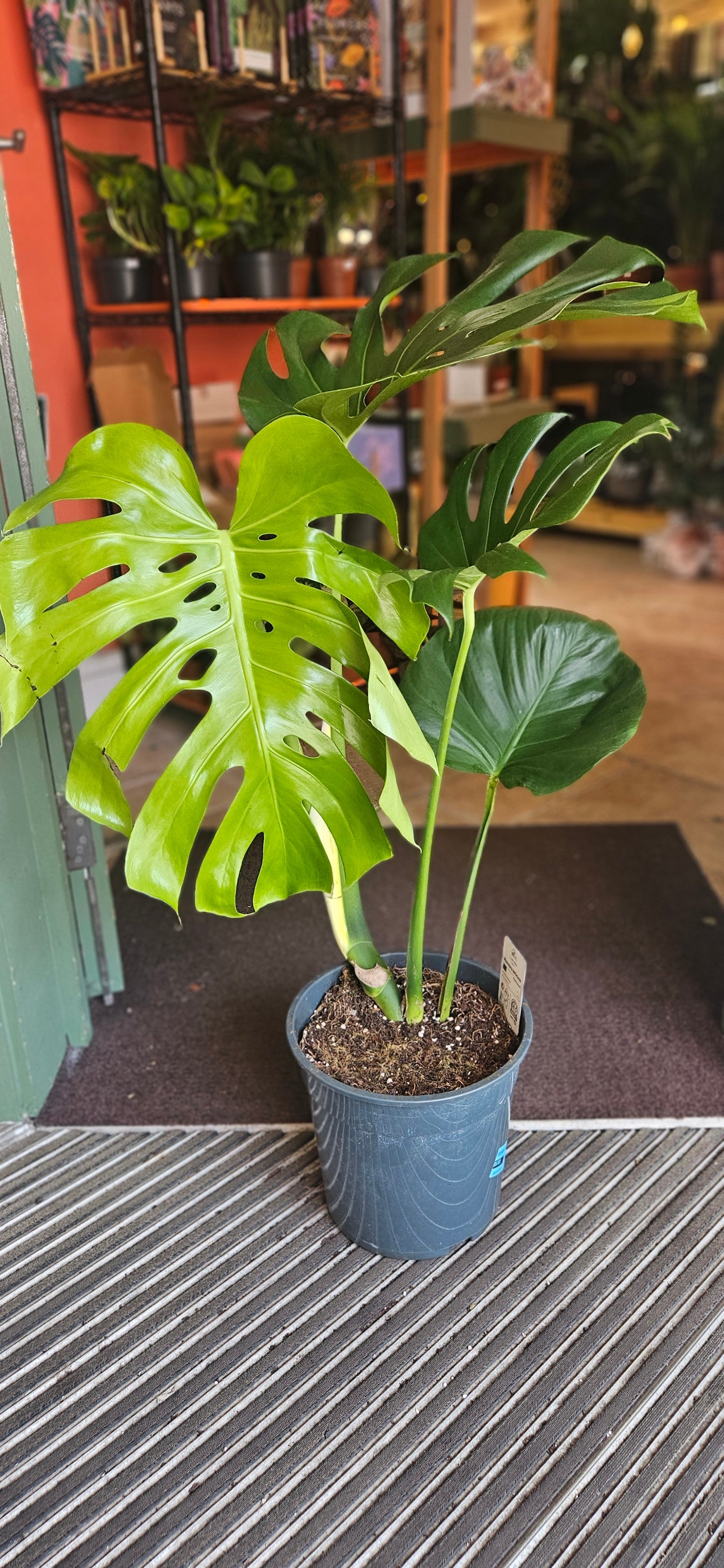 Monstera Deliciosa (Cheese Plant / Swiss Cheese Plant) - Various Sizes