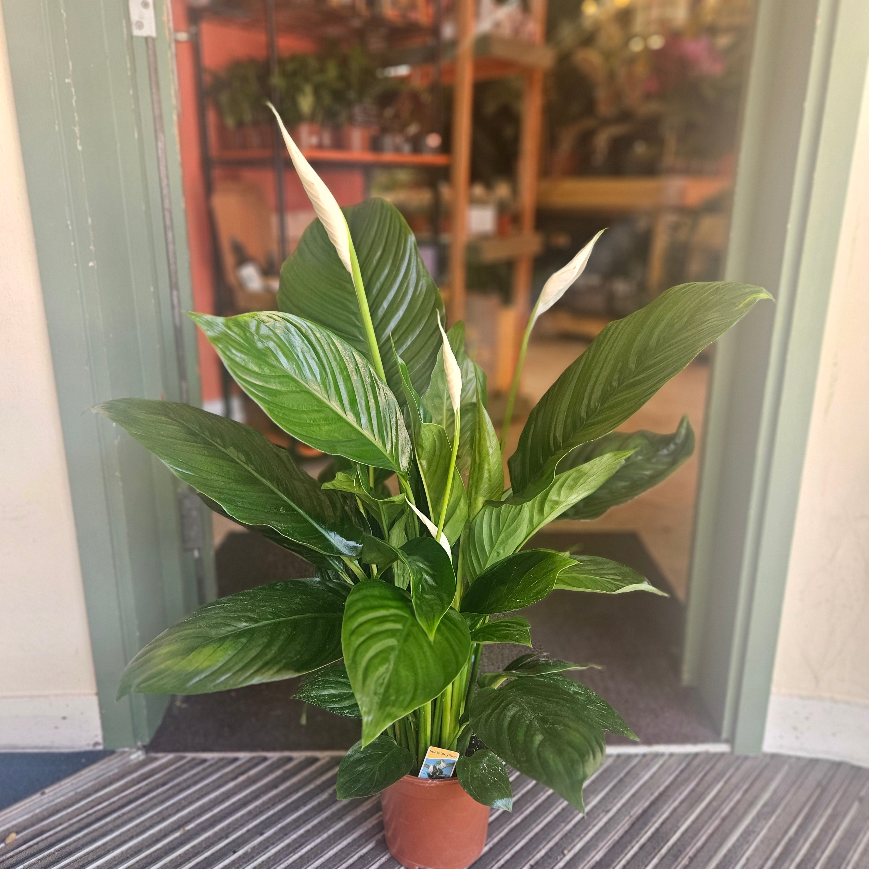 Spathiphyllum &