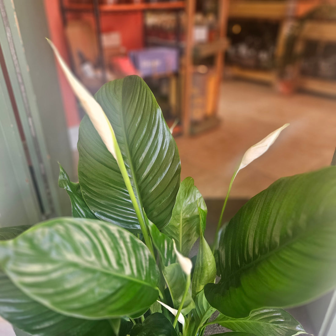 Spathiphyllum &
