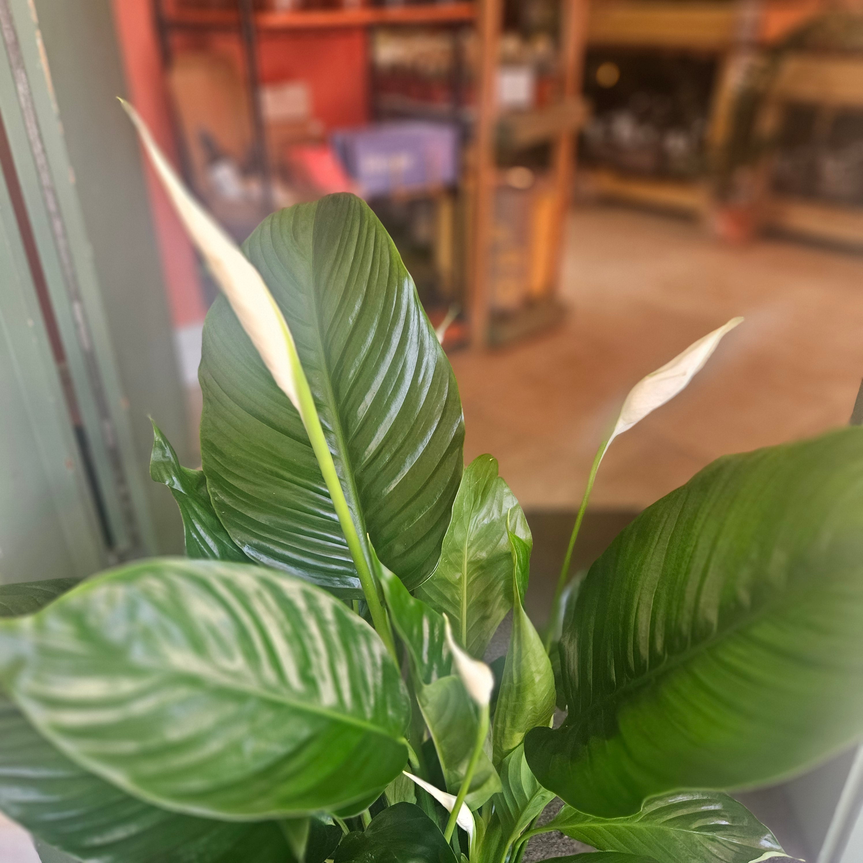 Spathiphyllum &