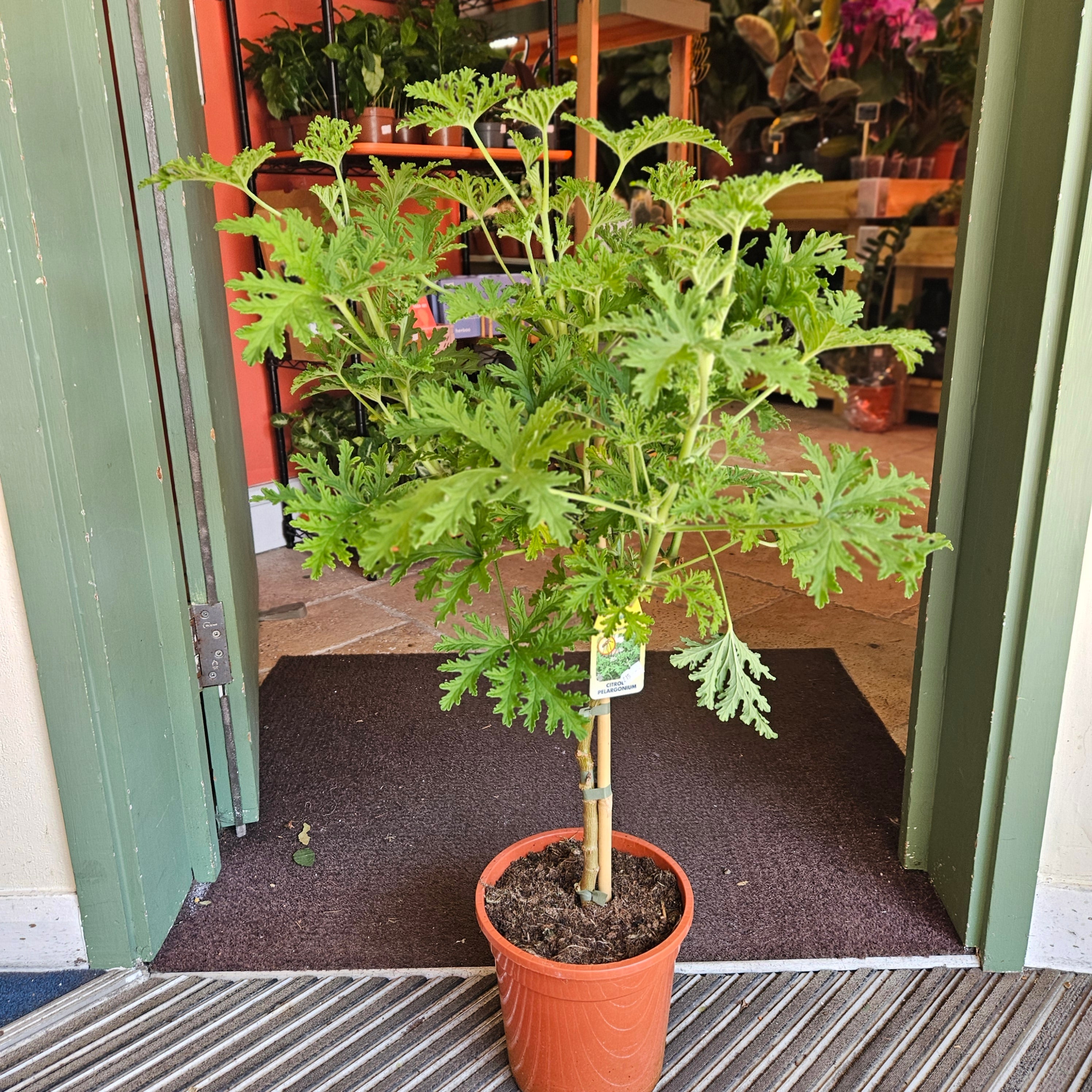 Pelargonium &