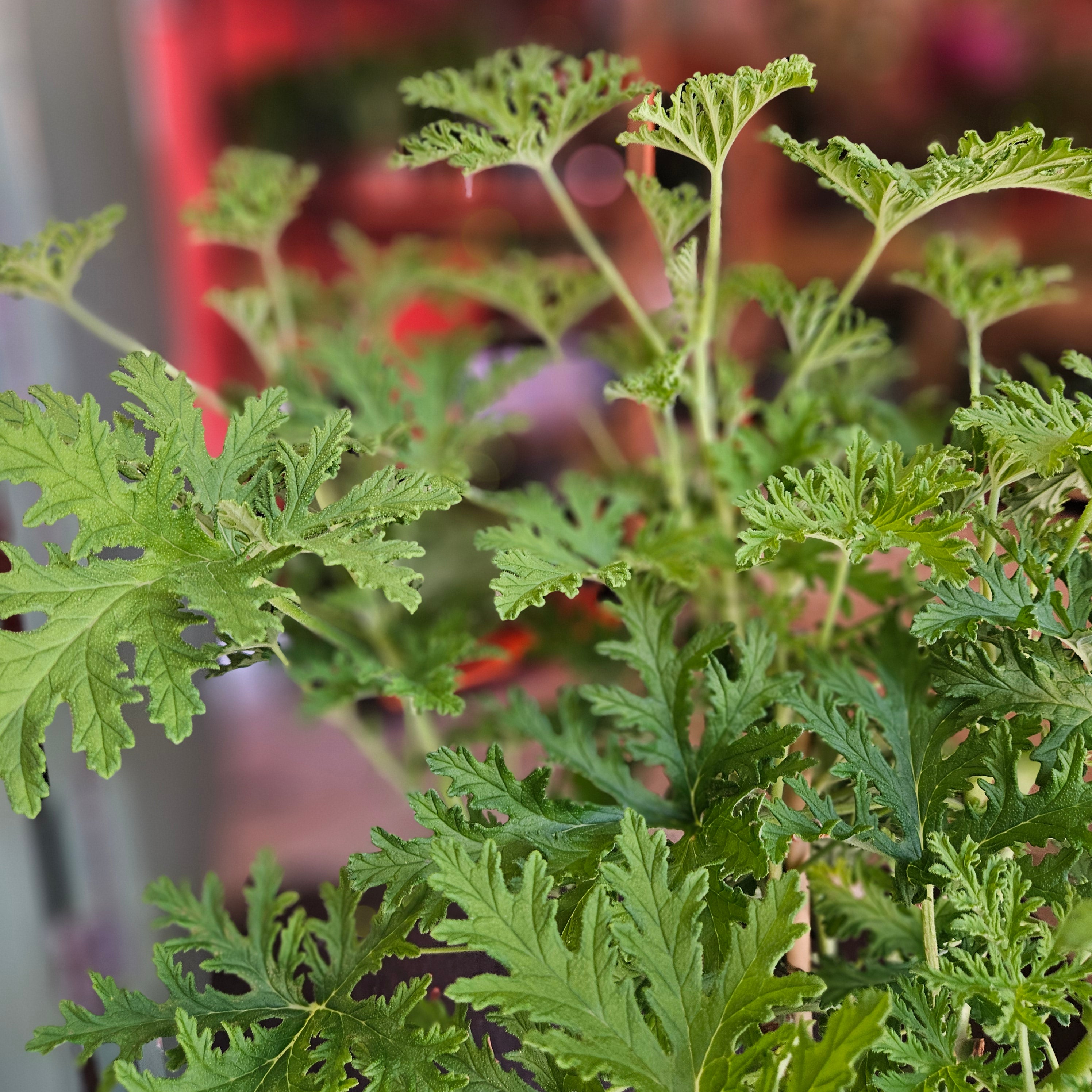 Pelargonium &
