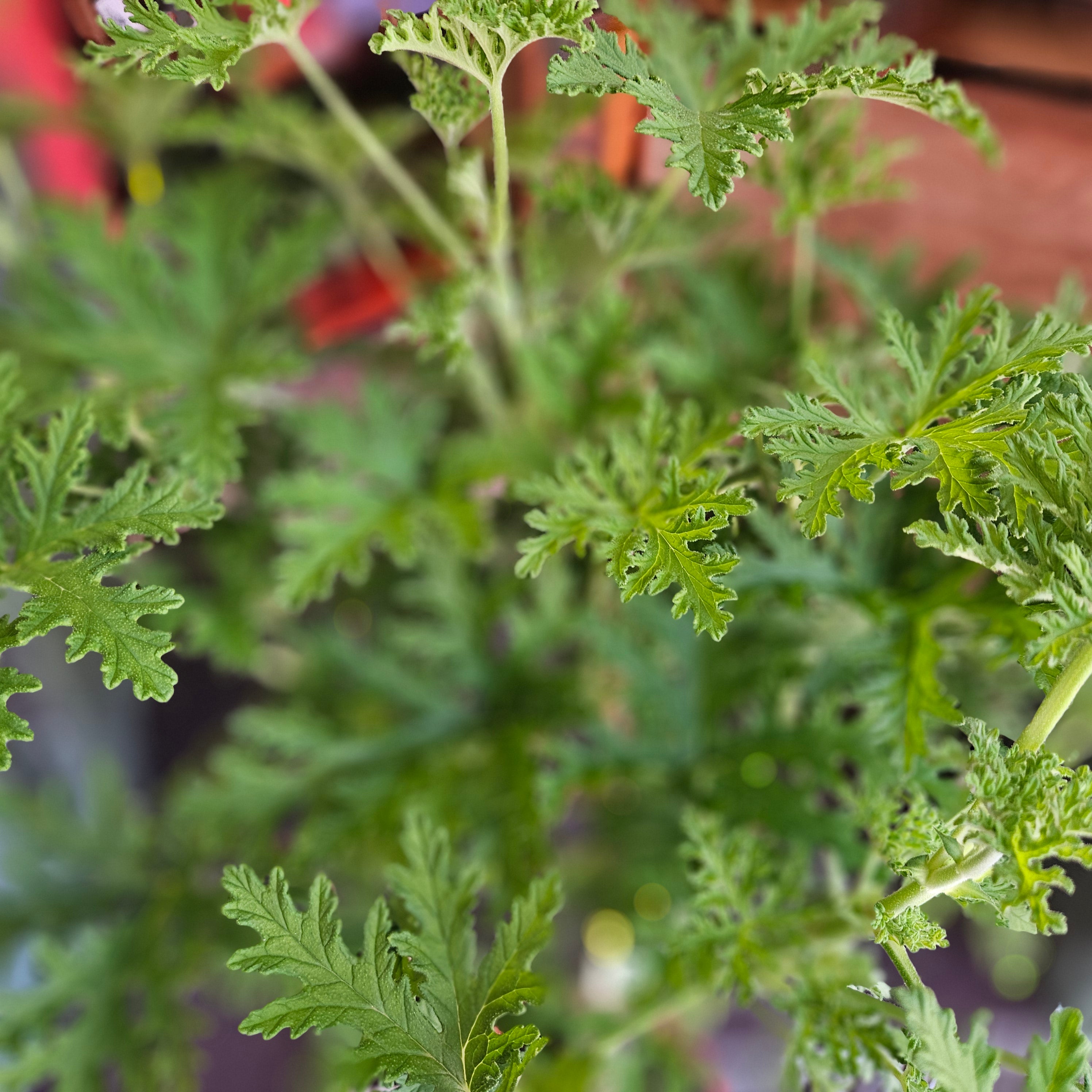 Pelargonium &