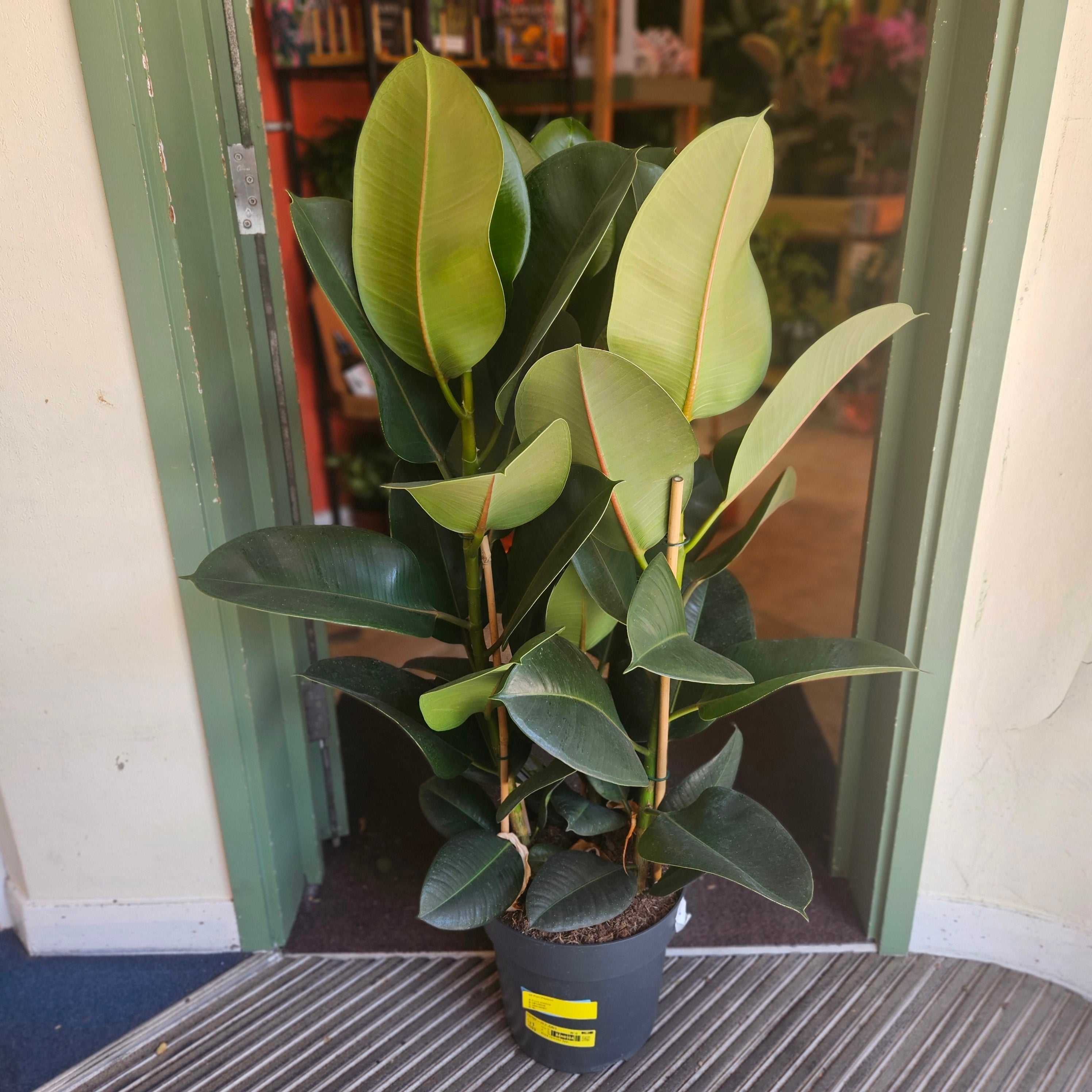 Ficus elastica (Rubber Plant) -5 varieties available