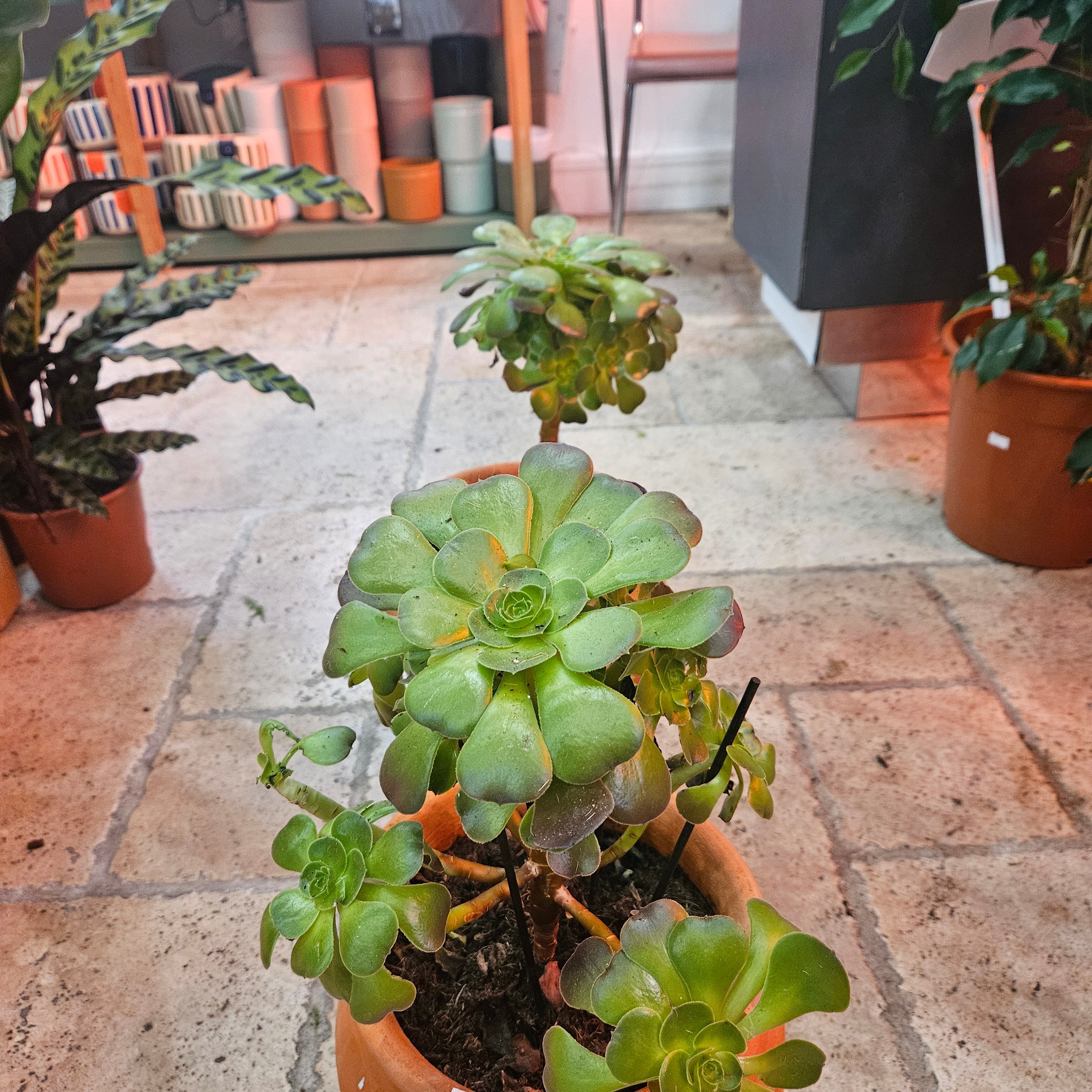 Aeonium arboreum Varieties (Houseleek Tree/ Tree Aeonium)