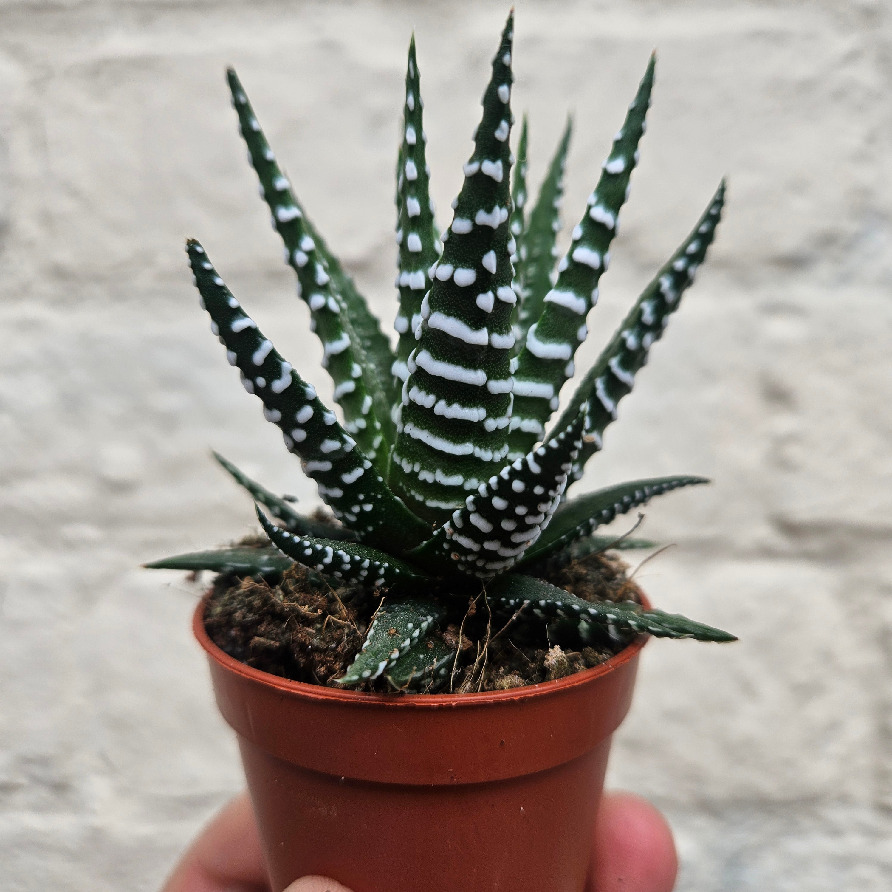Haworthia fasciata &