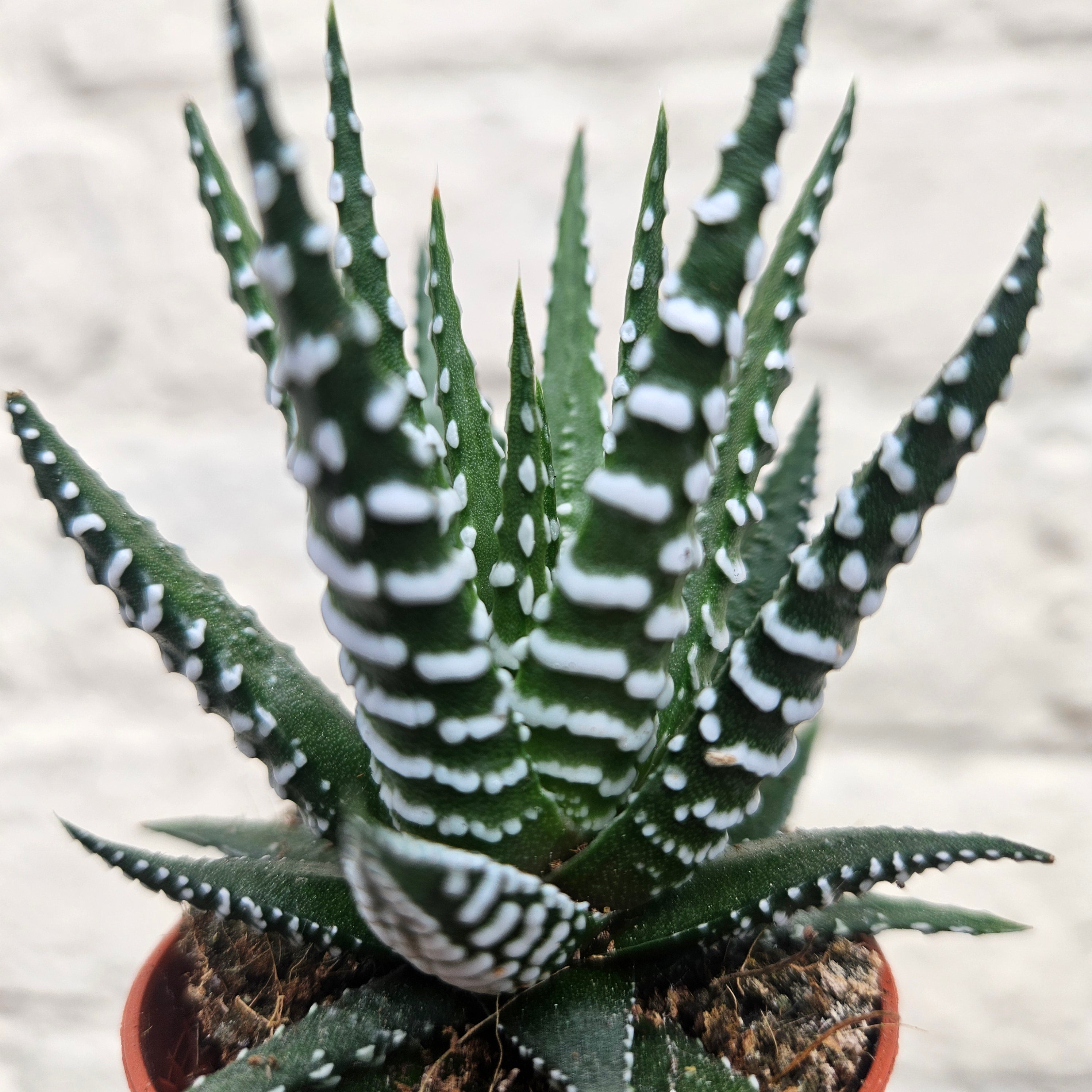 Haworthia fasciata &