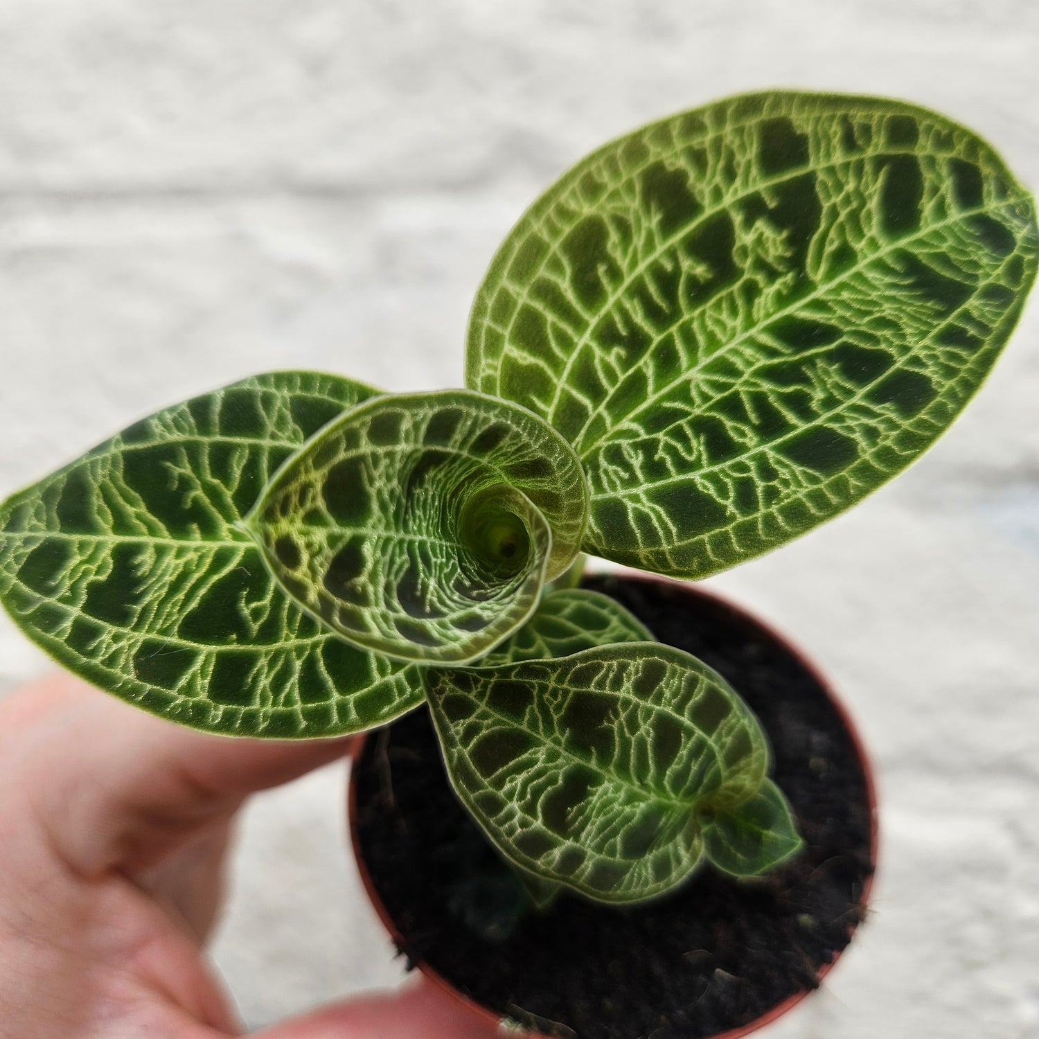 Macodes petola (Jewel Orchid)