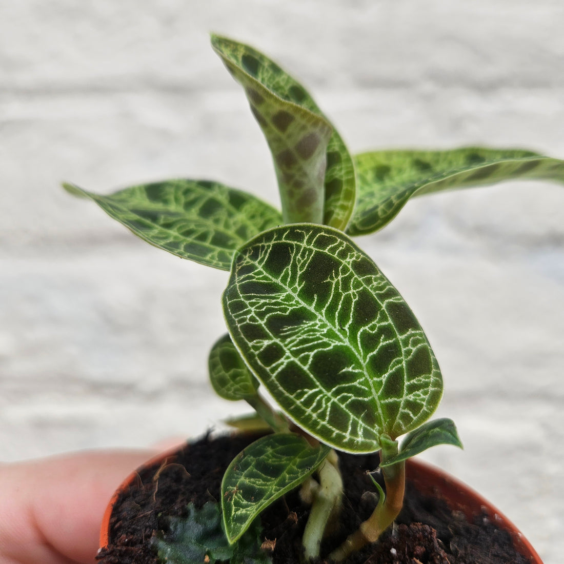 Macodes petola (Jewel Orchid)