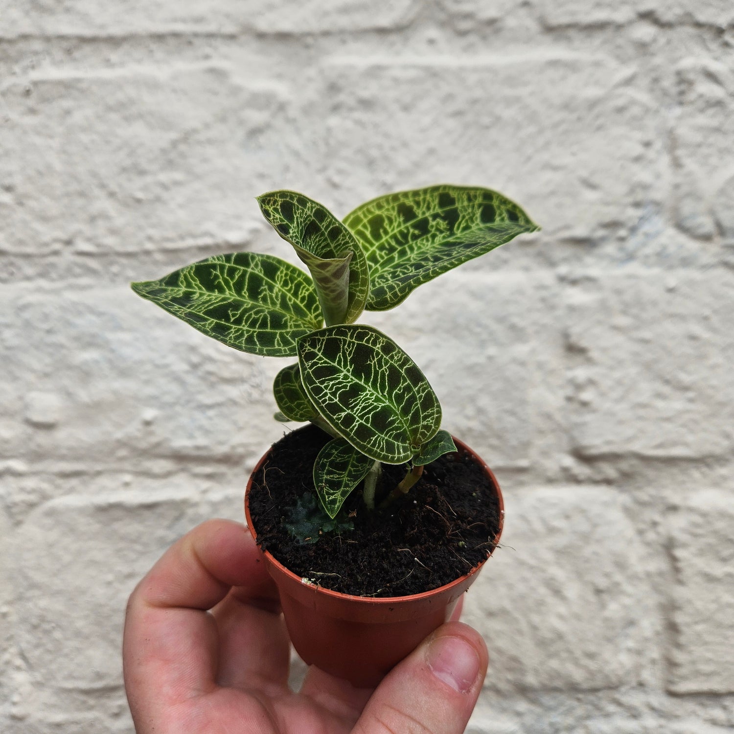 Macodes petola (Jewel Orchid)
