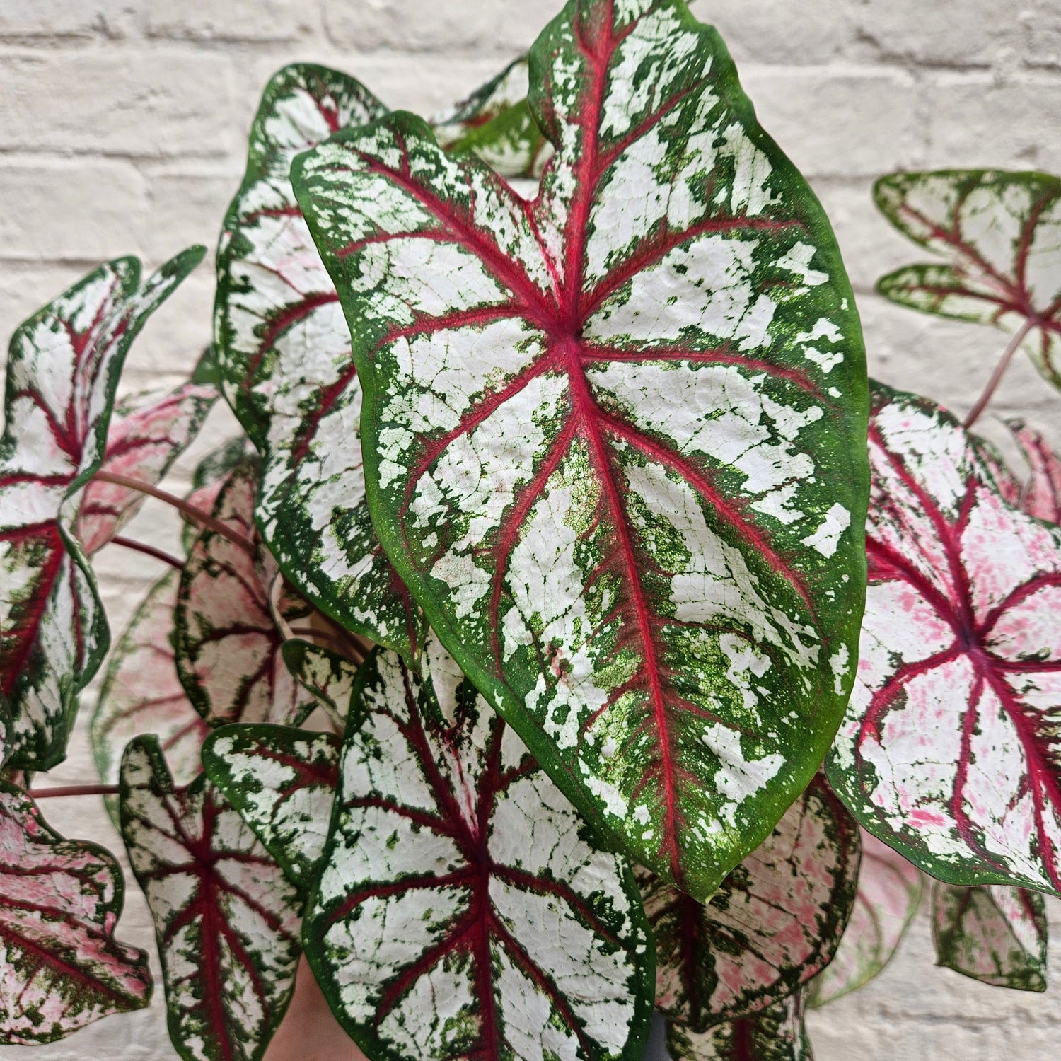 Caladium varieties (Elephant Ear/ Angel Wings)