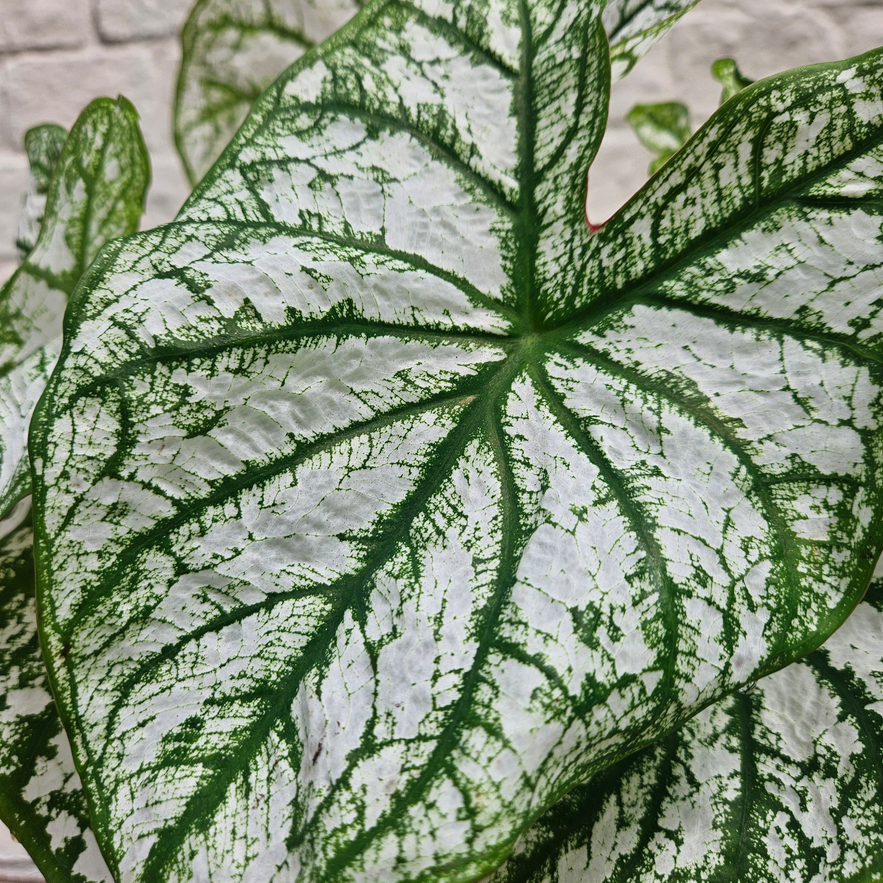 Caladium &