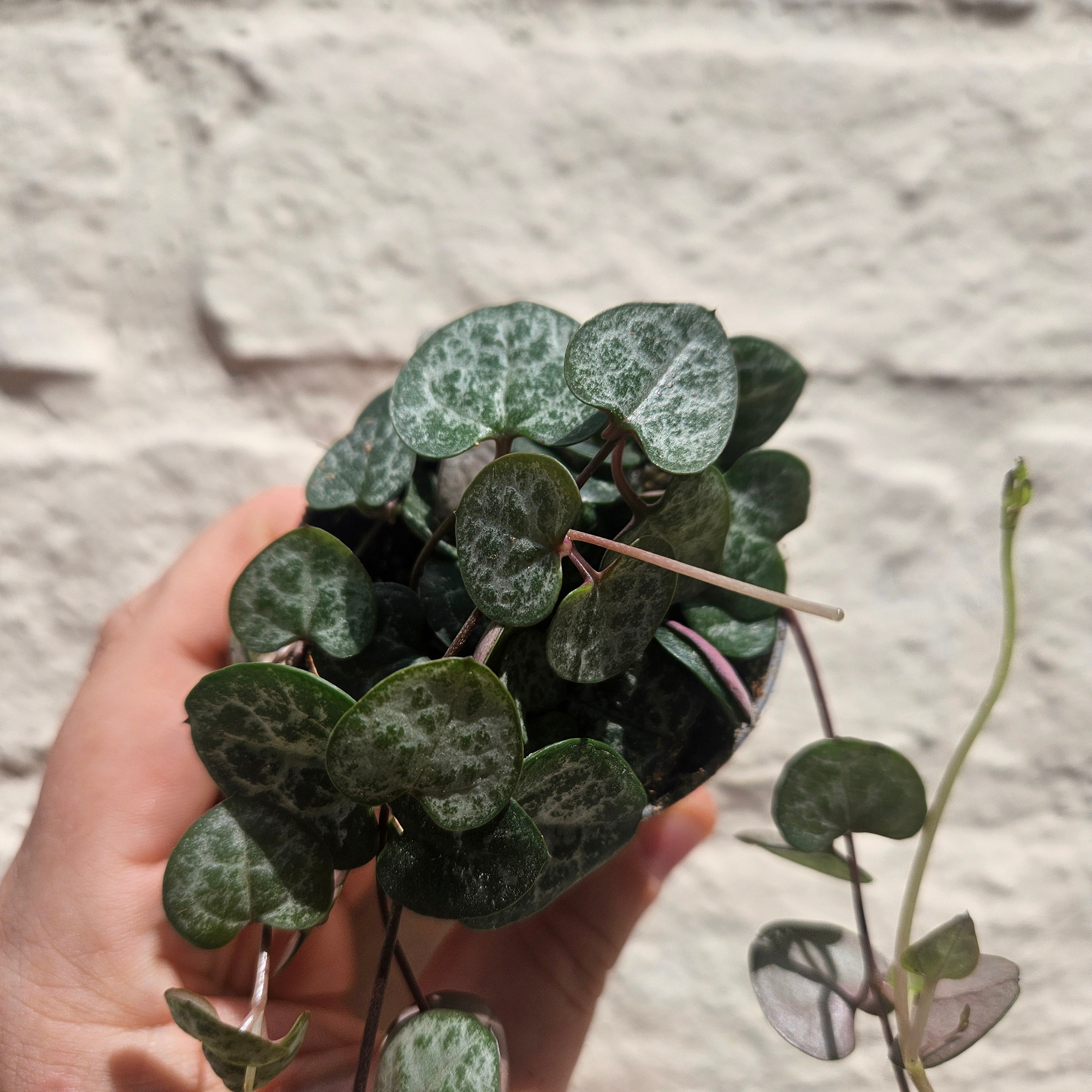 Ceropegia woodii (String of Hearts / Rosary vine)
