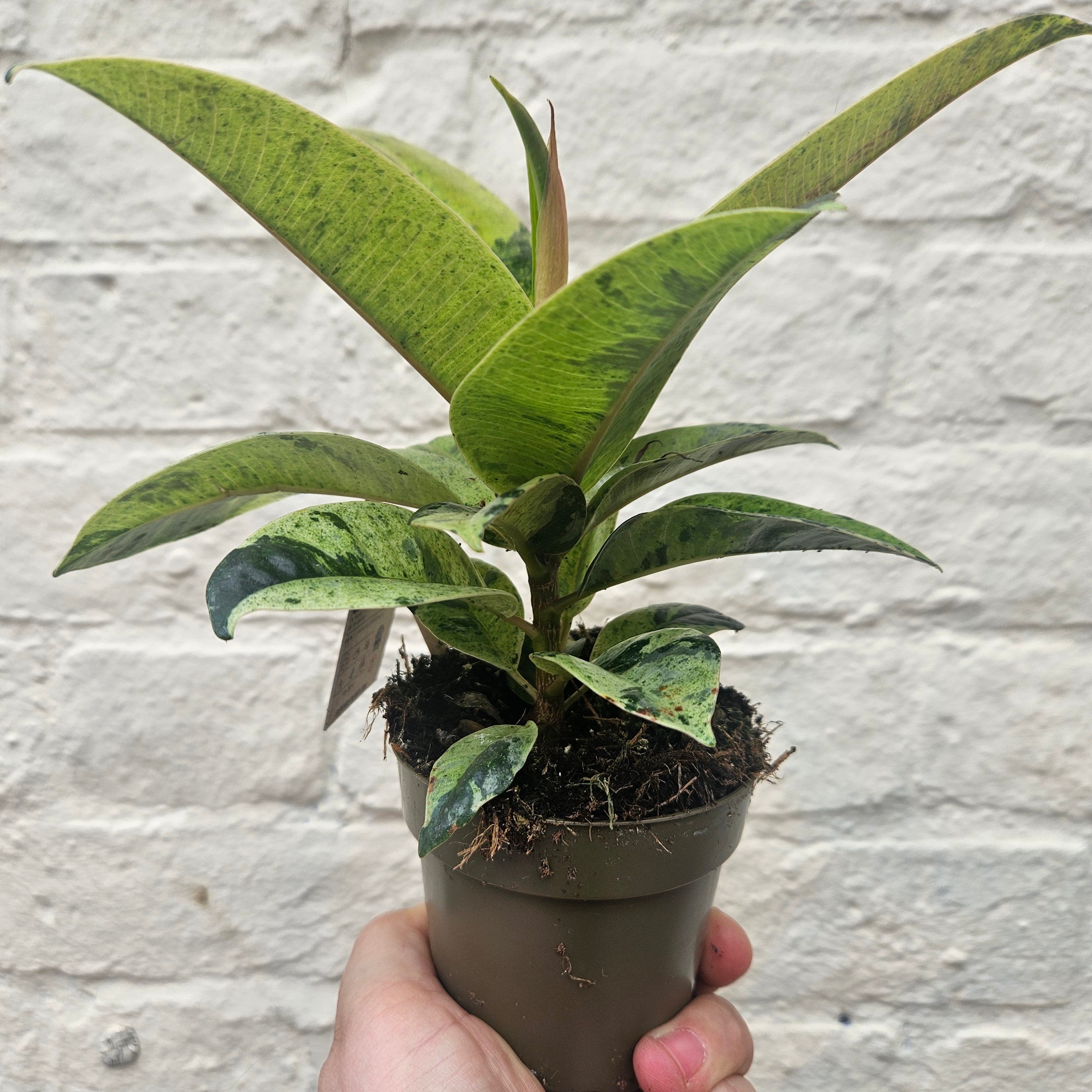 Ficus elastica (Rubber Plant) -5 varieties available
