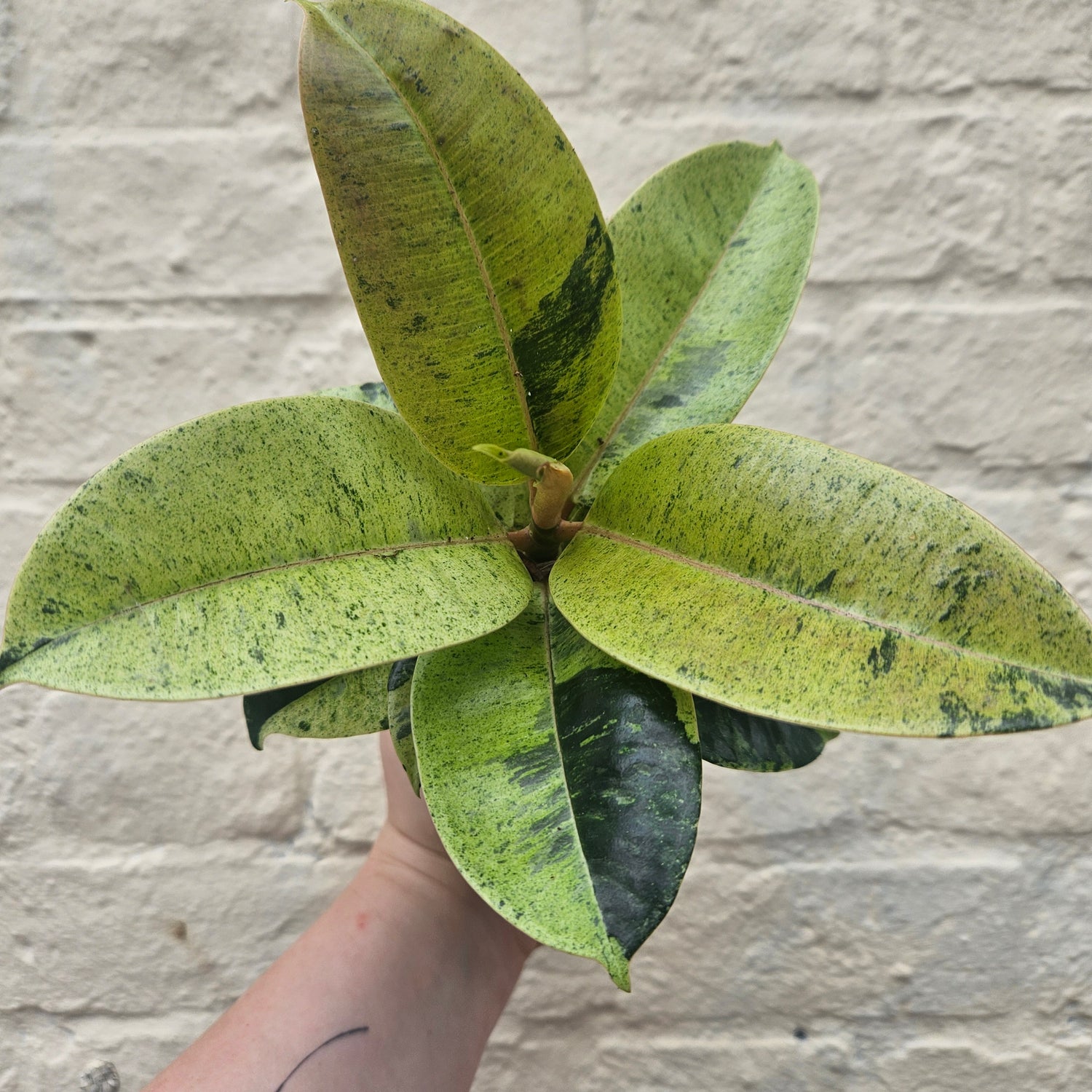 Ficus elastica (Rubber Plant) -5 varieties available