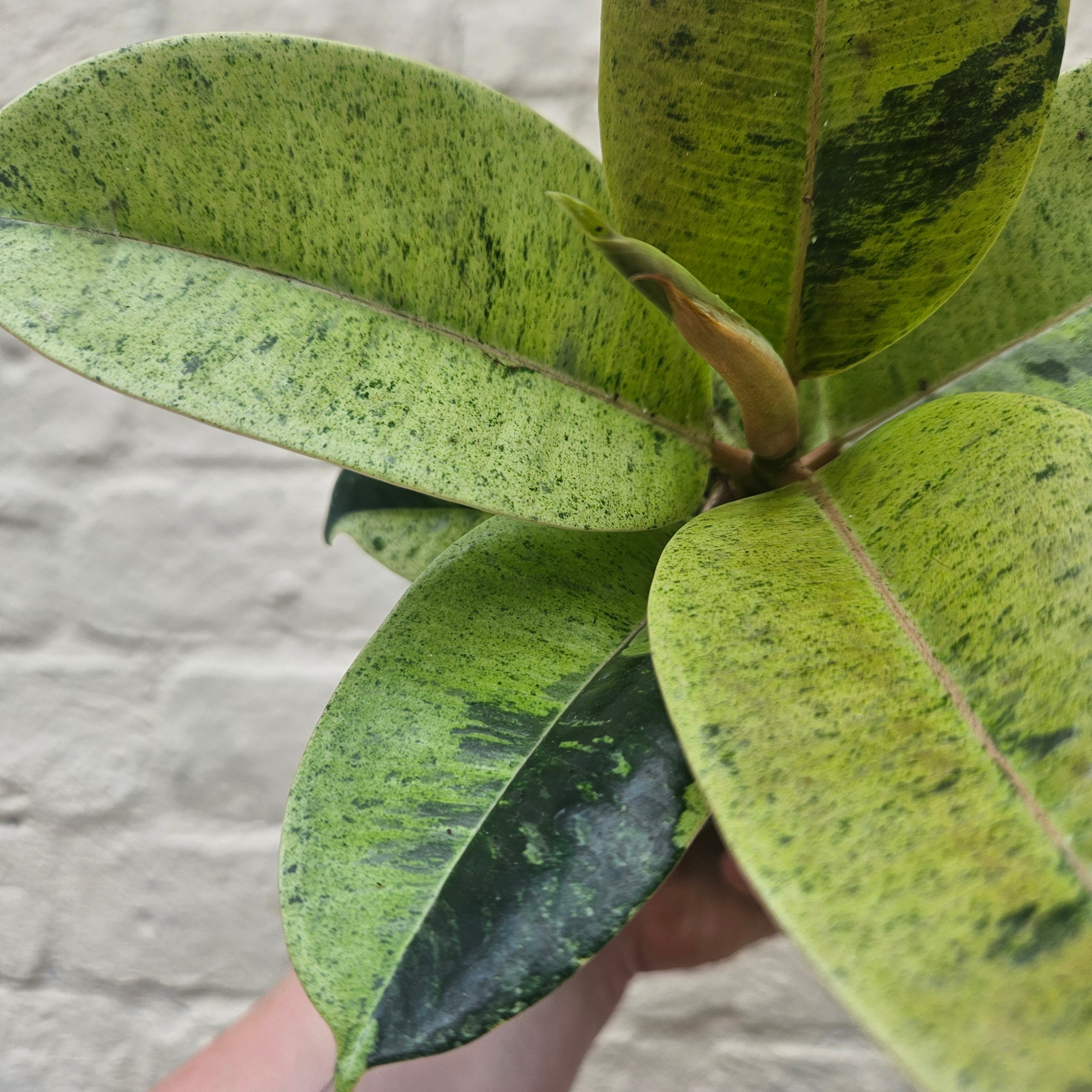 Ficus elastica (Rubber Plant) -5 varieties available