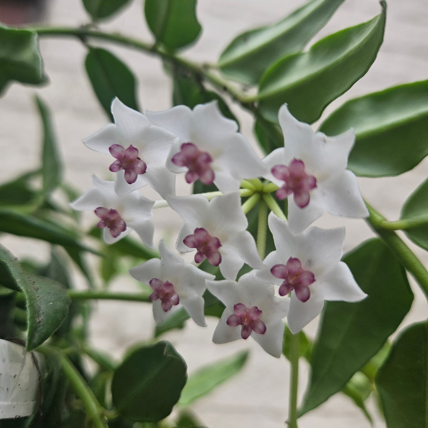Hoya lanceolata &