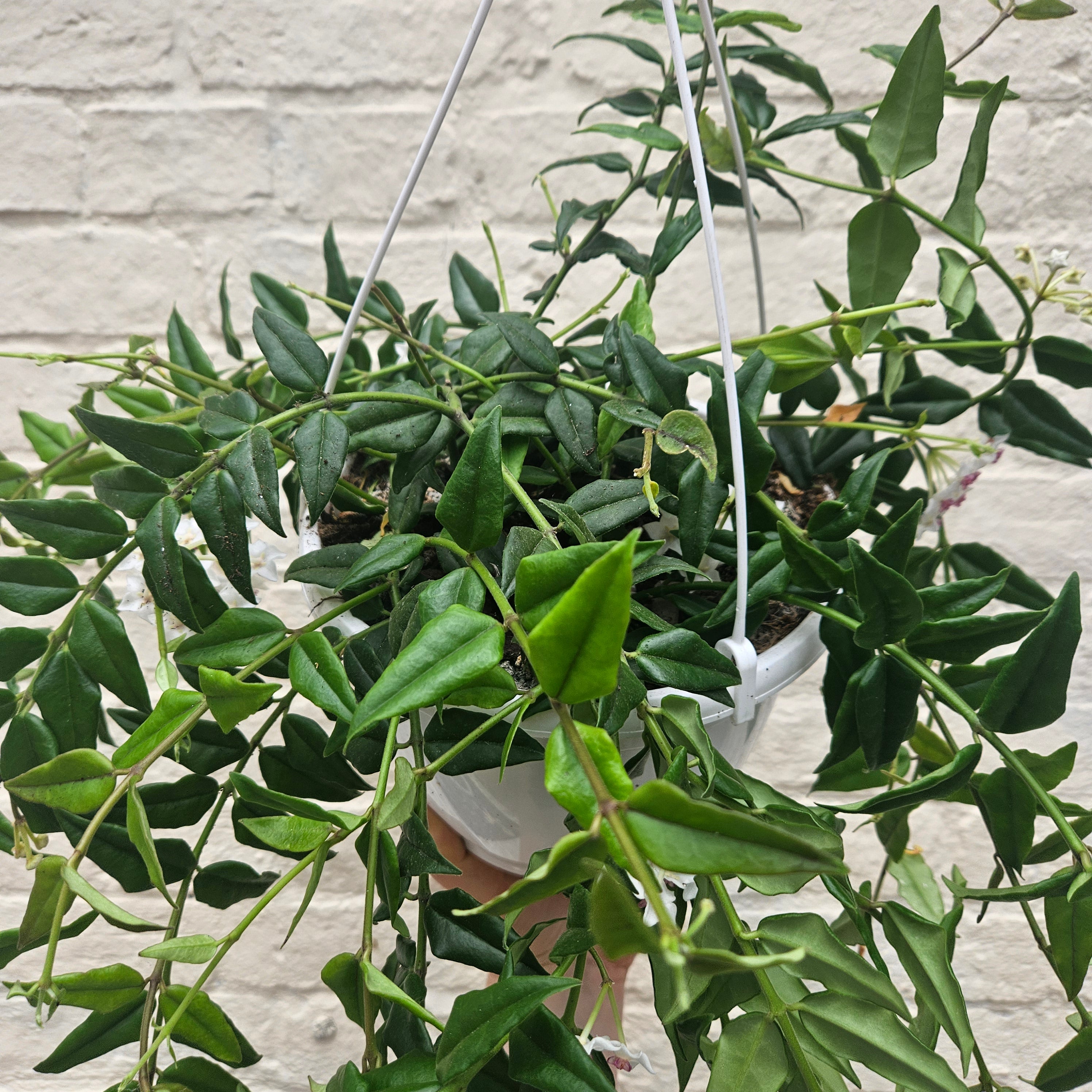 Hoya lanceolata &