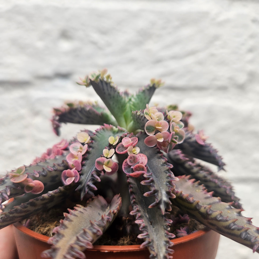 Kalanchoe Tubiflora &